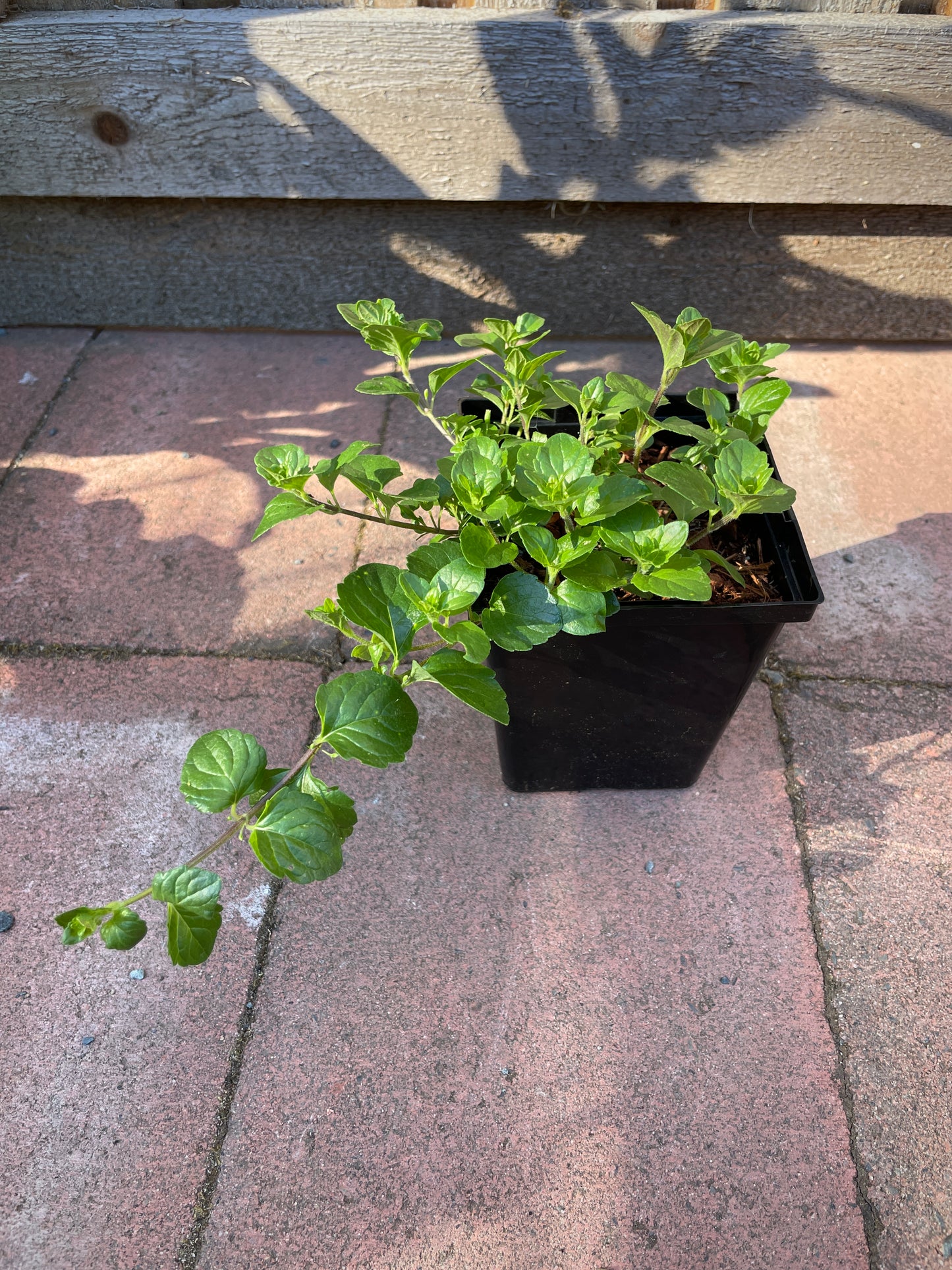 Pacific Woodland Herb