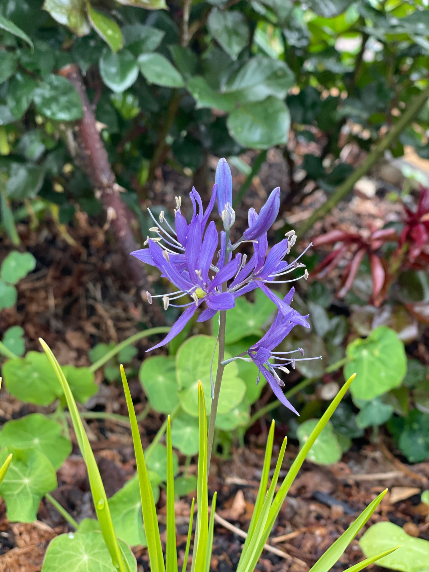 Common Camas
