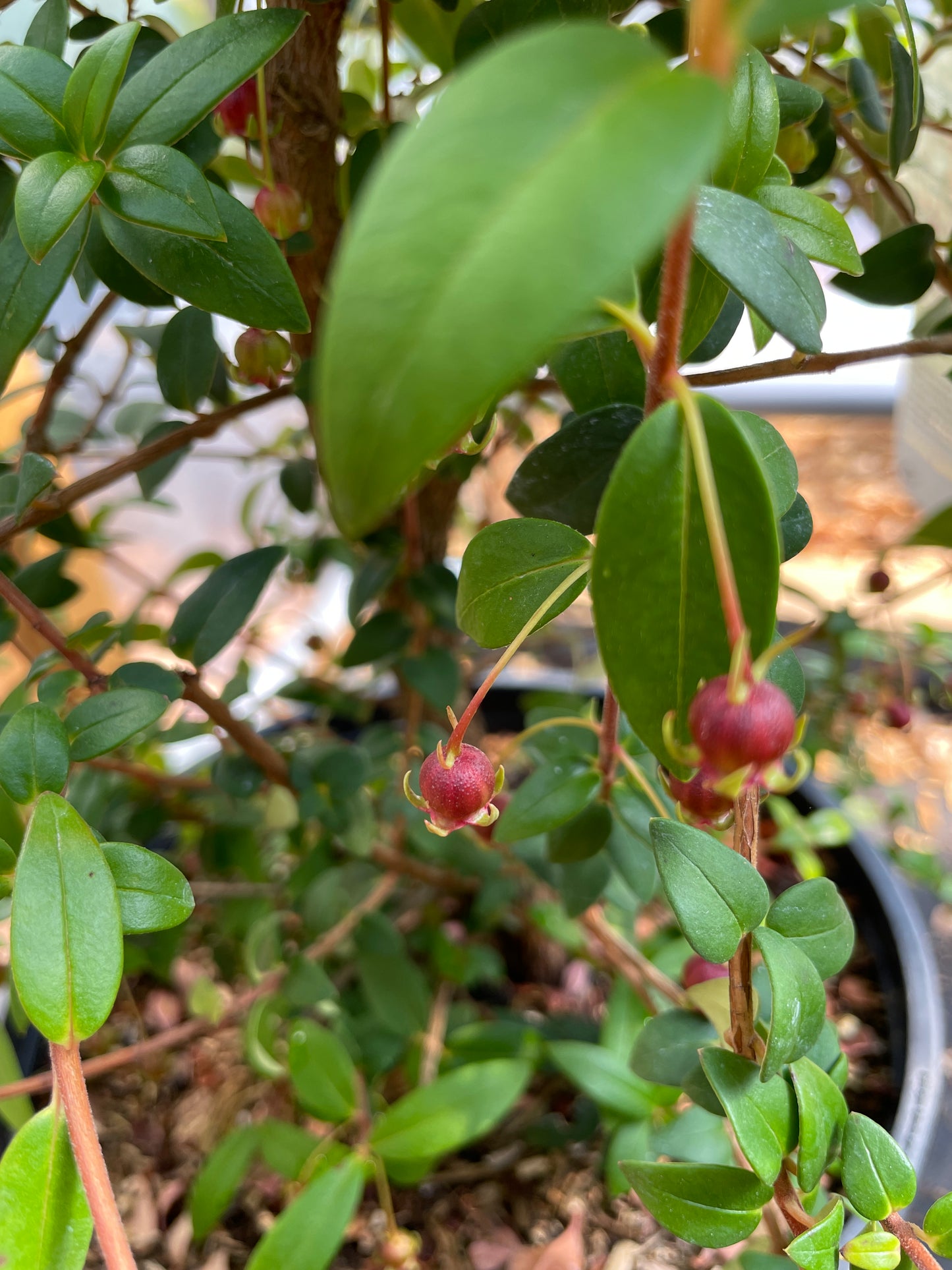 Chilean Guava
