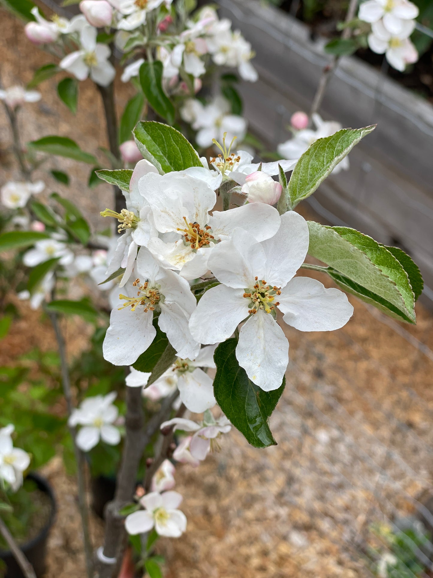 'Honeycrisp' Mini-Dwarf Apple