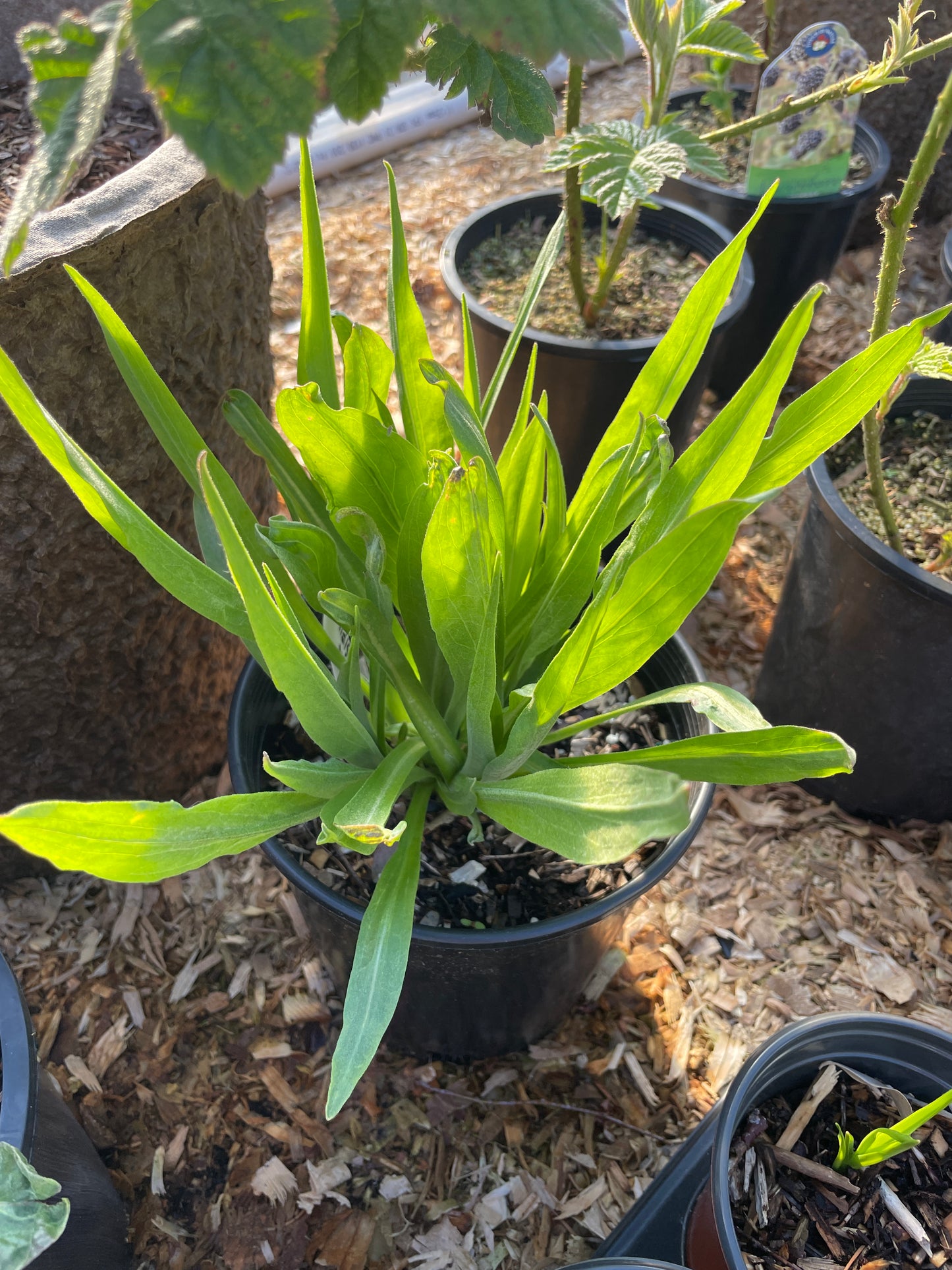 Black Salsify Plants