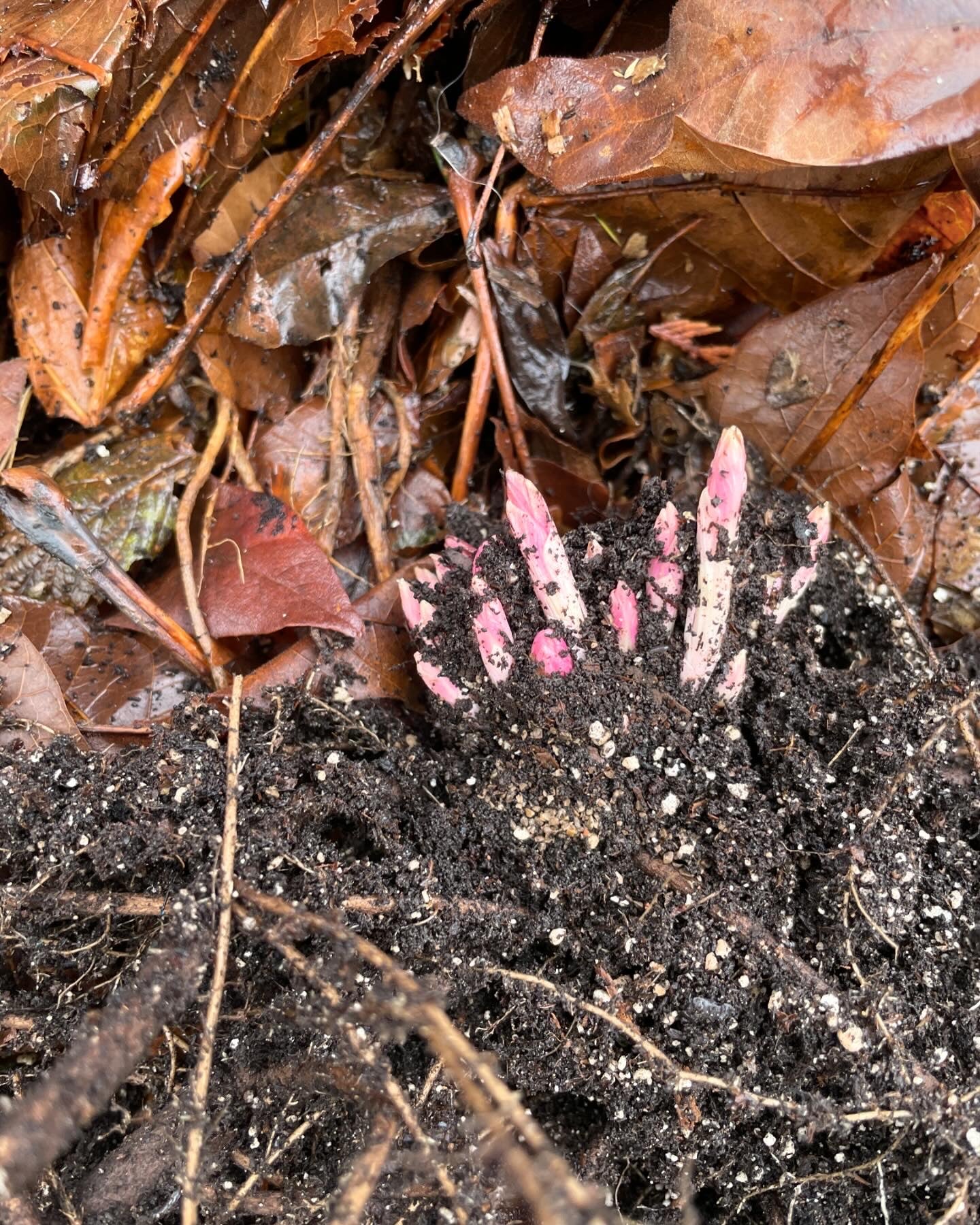 Perennial Climbing Spinach