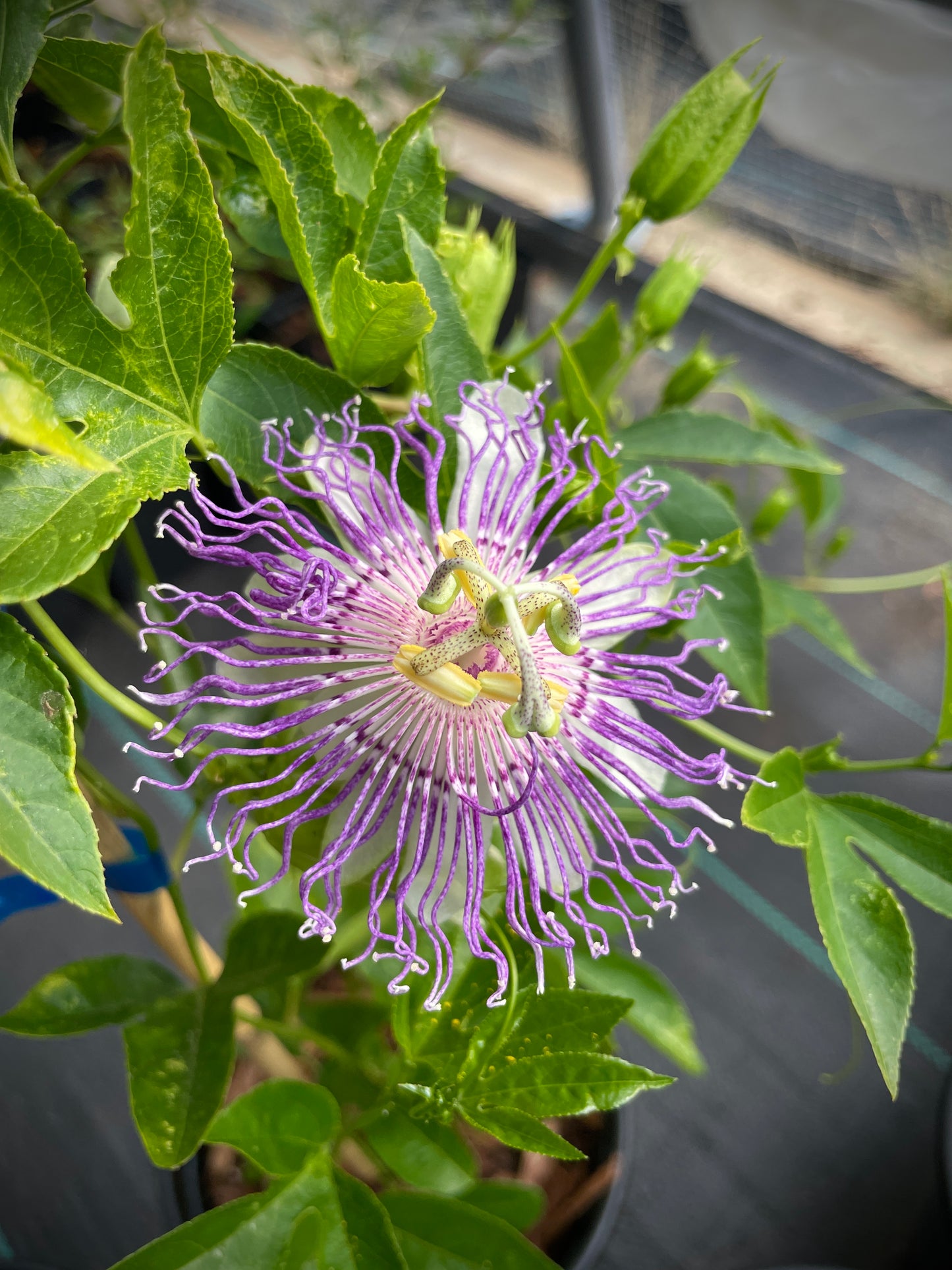 Cold-Hardy Passionfruit Seedling (Maypop)