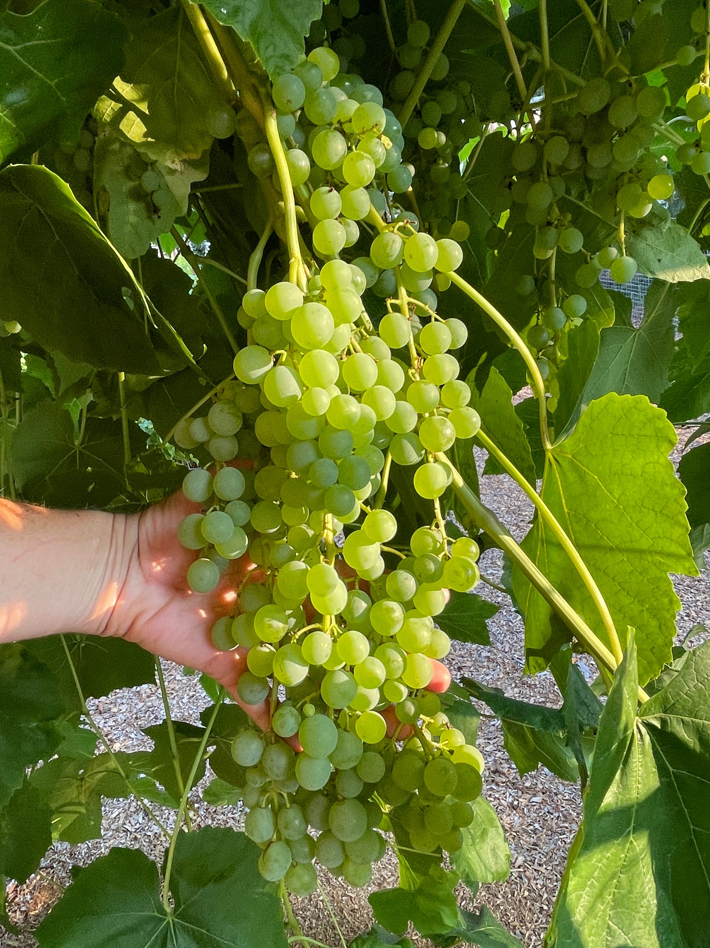 'Himrod' Seedless Table Grape