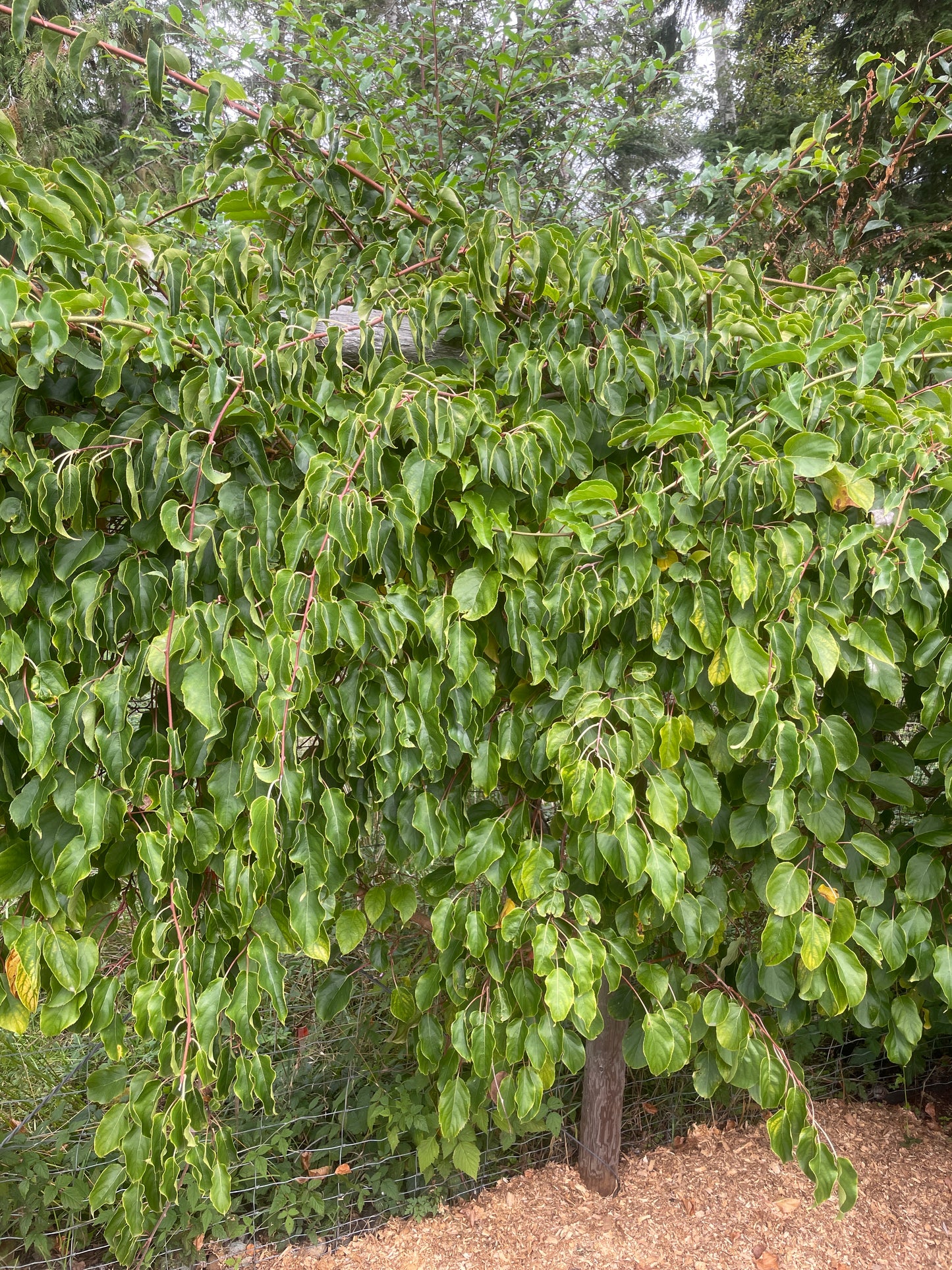 'Issai' Hardy Kiwi