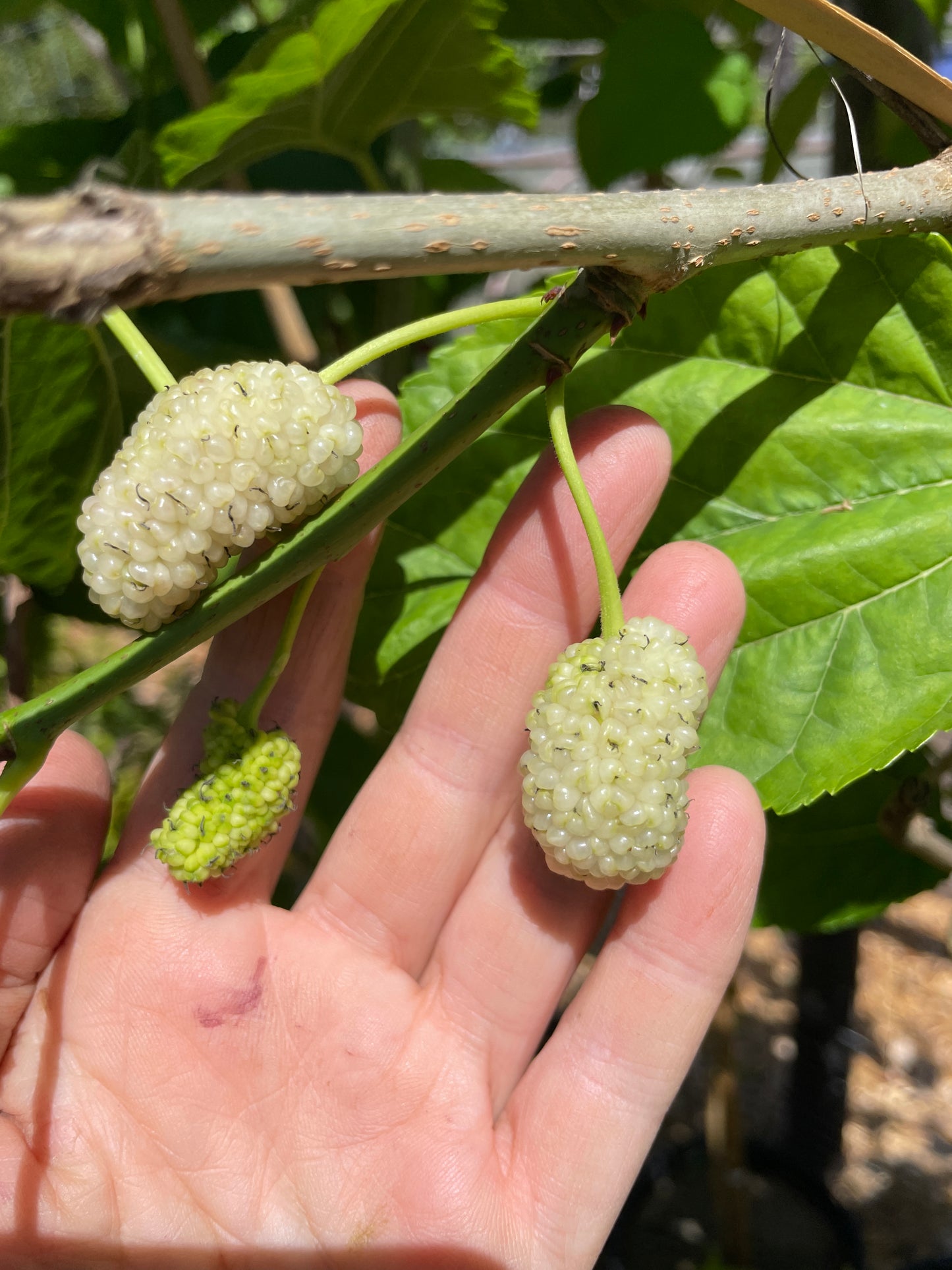 'Nikita White' Mulberry