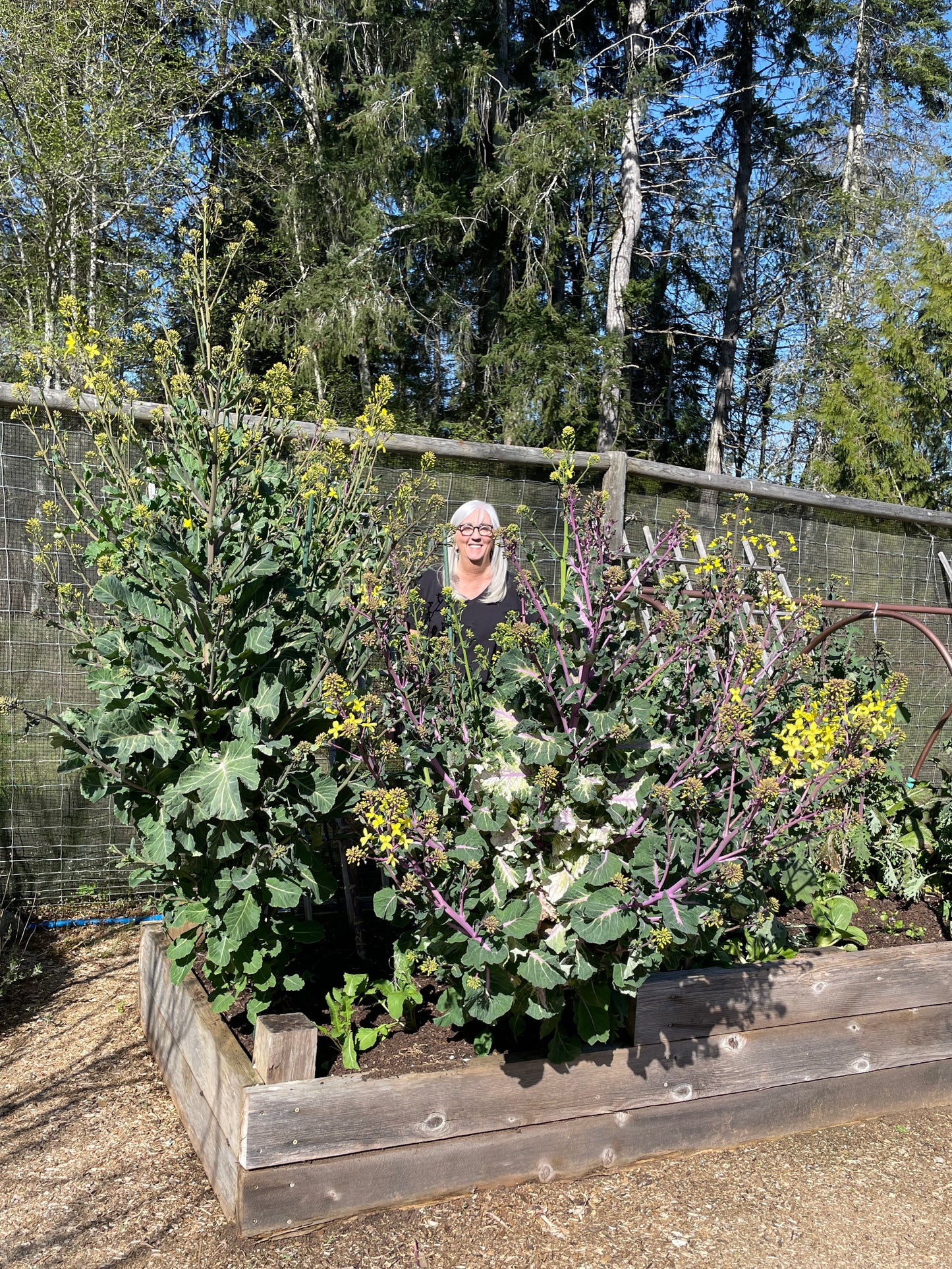 Perennial Kale