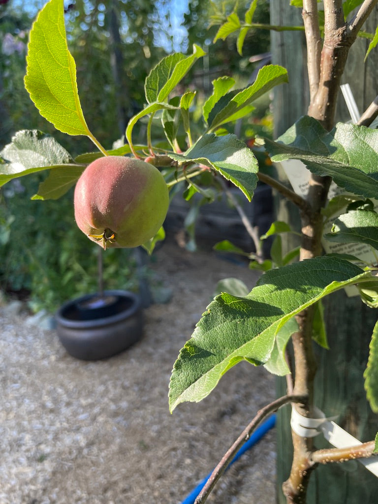 'Gala' Mini-Dwarf Apple