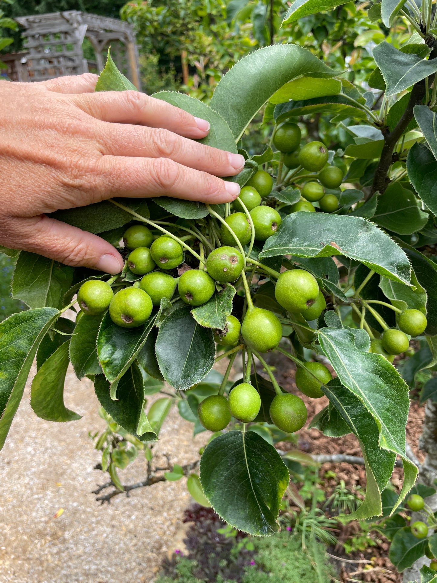 Asian Pear Trees