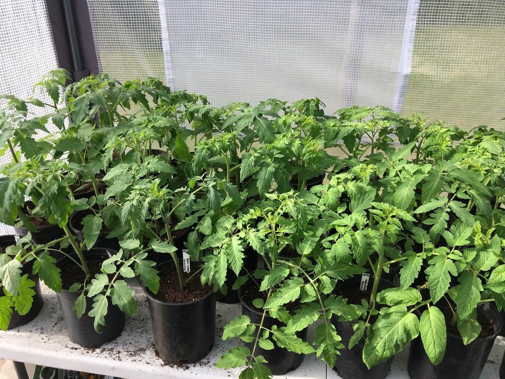 Seed Starting for the Home Flower and Vegetable Garden (February - March 2025)