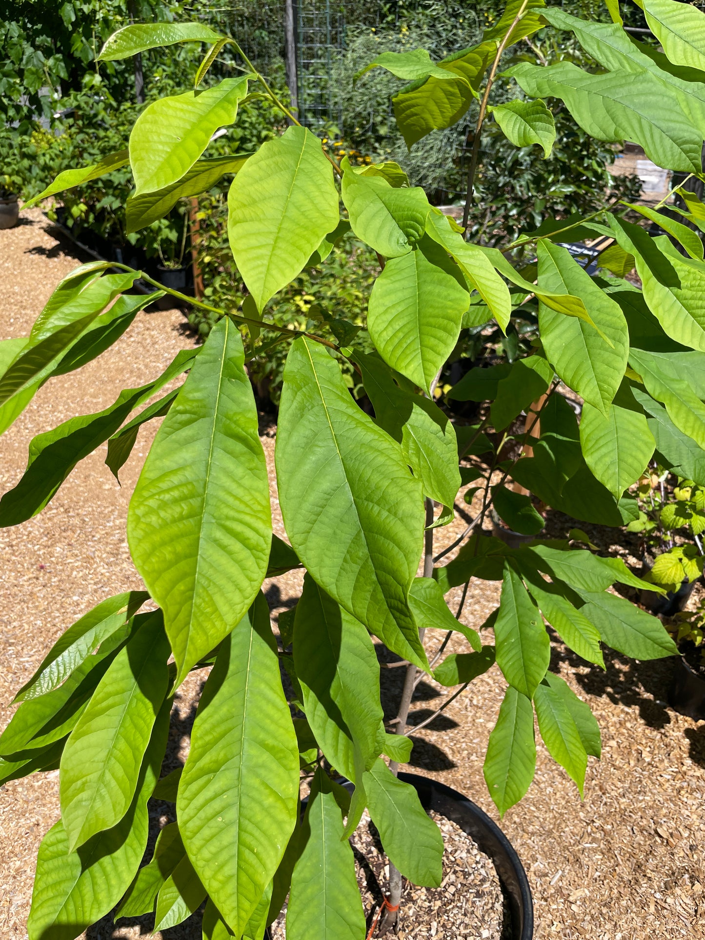 'Sunflower' Pawpaw