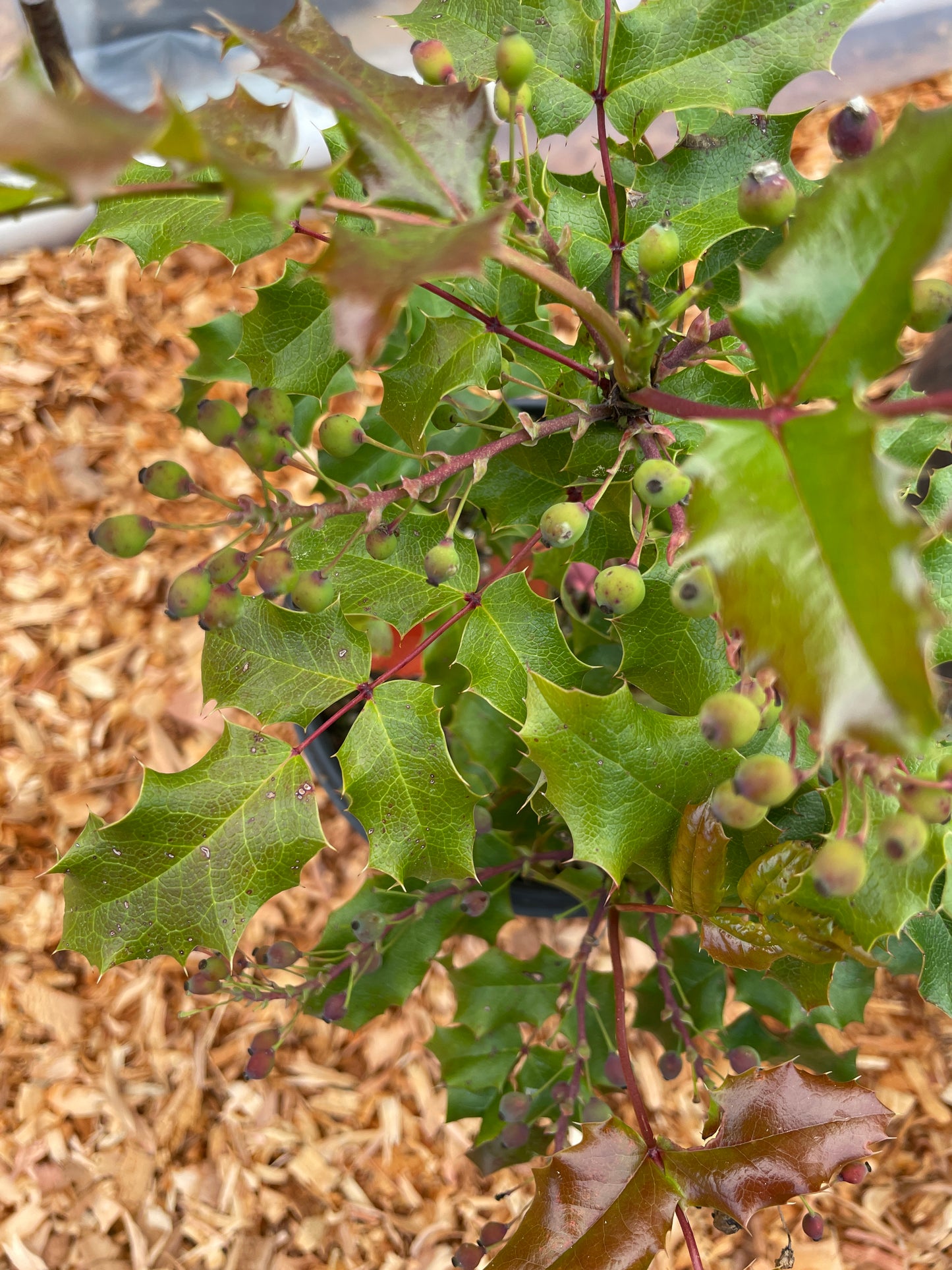 Tall Oregon Grape
