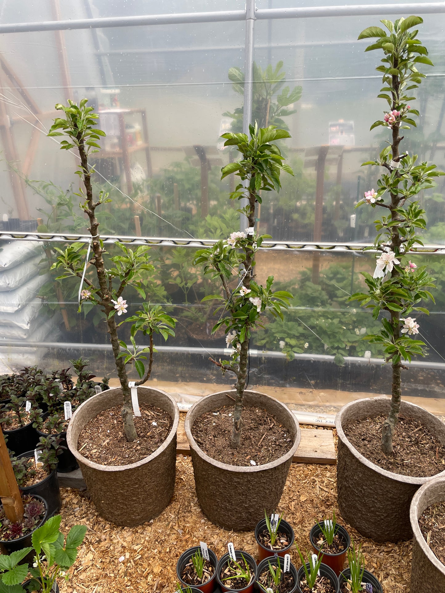Misc. Columnar Apples