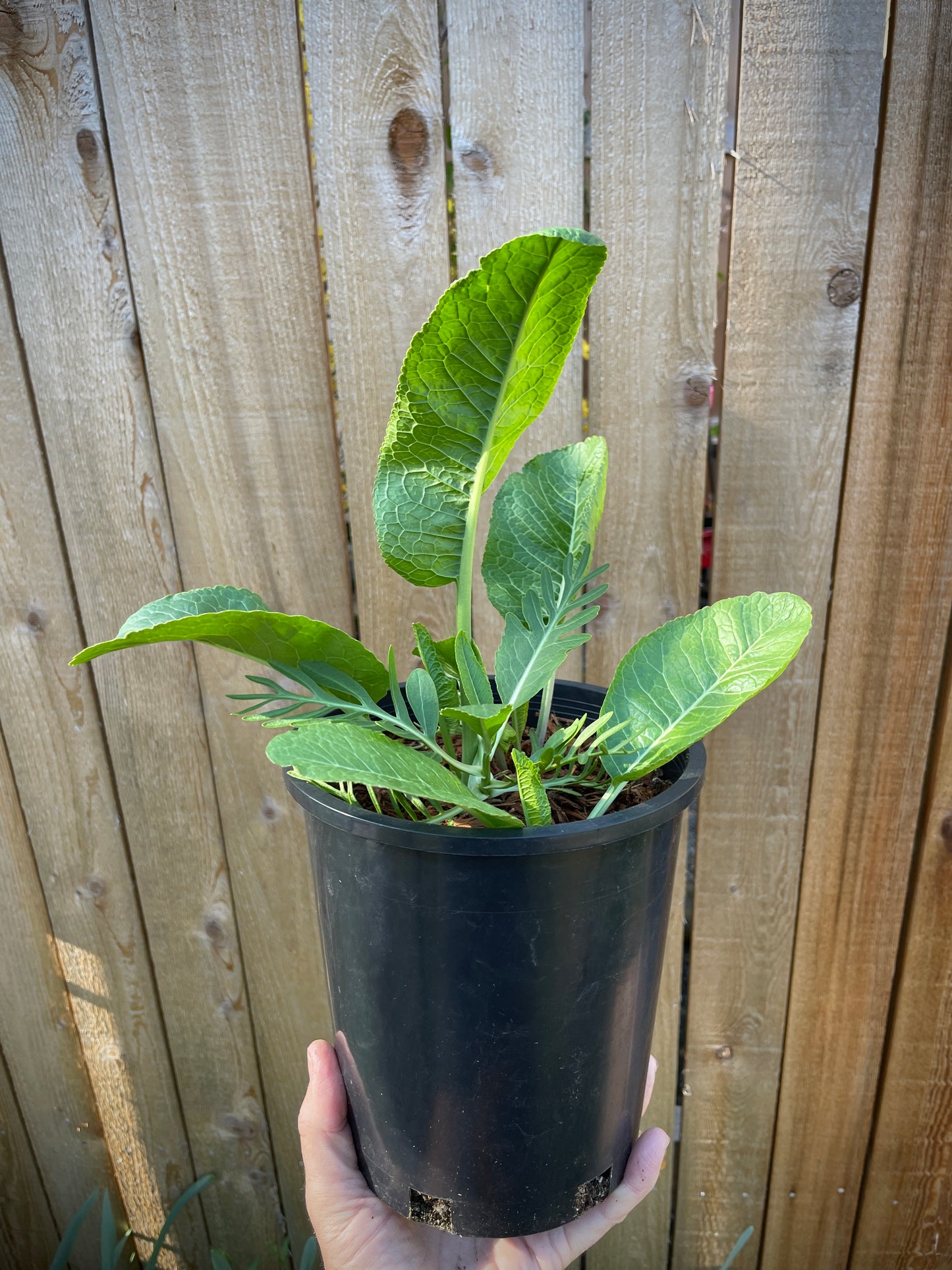 Horseradish