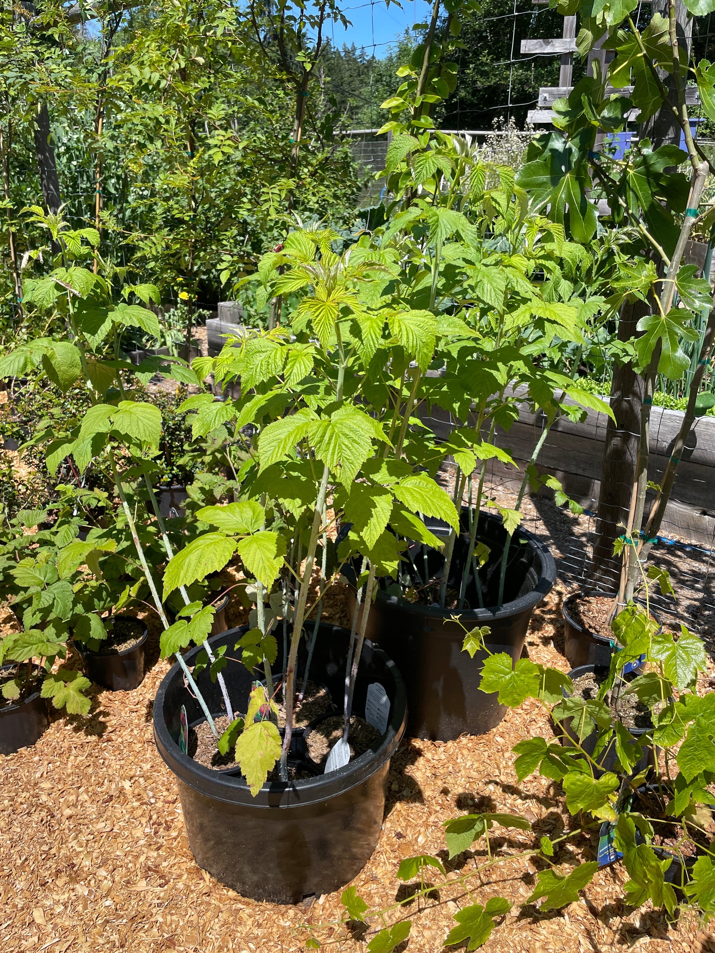 'Jewel' Black Raspberry