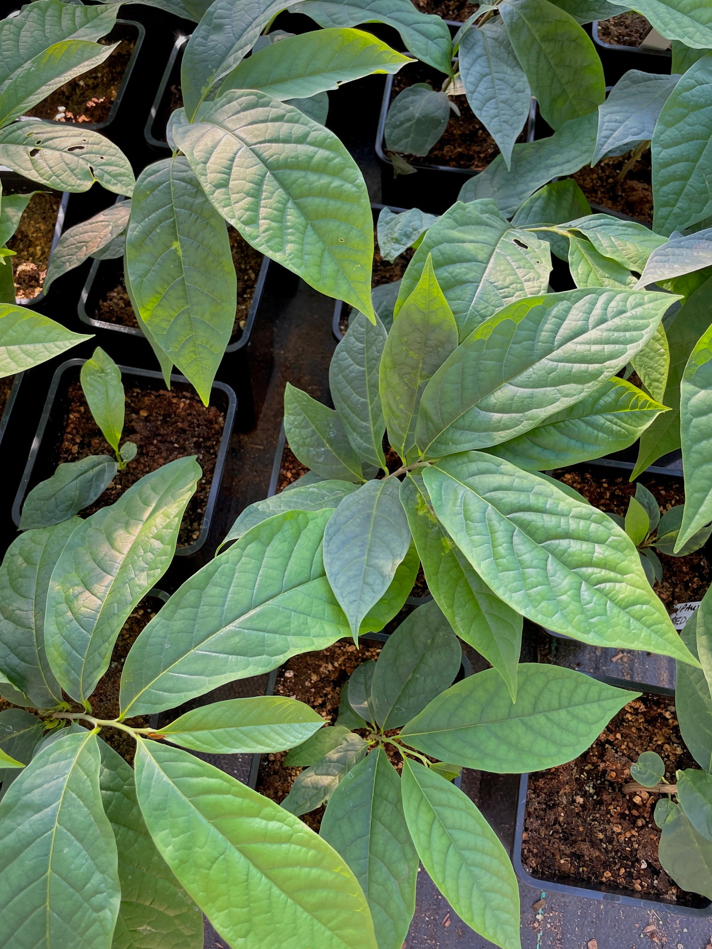 Pawpaw Trees