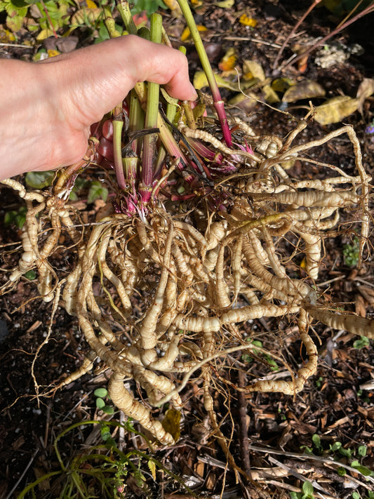 Skirret