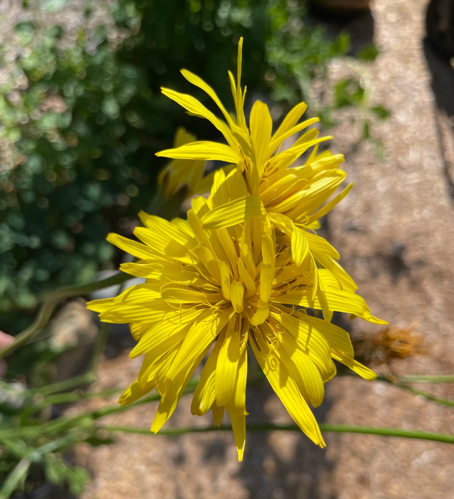 Black Salsify
