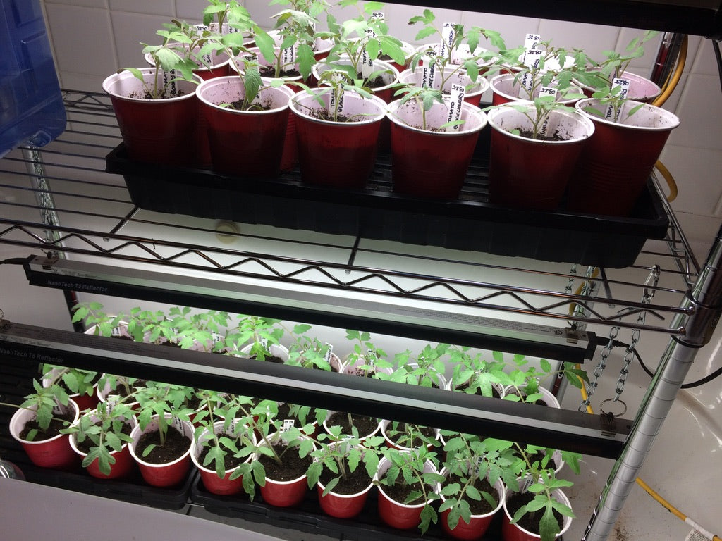 Seed Starting for the Home Flower and Vegetable Garden (February - March 2025)