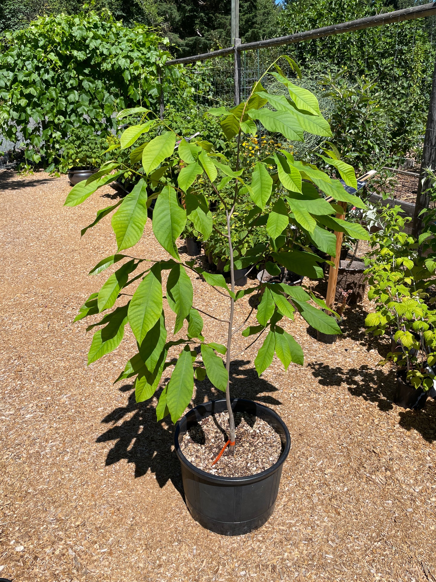 'Sunflower' Pawpaw