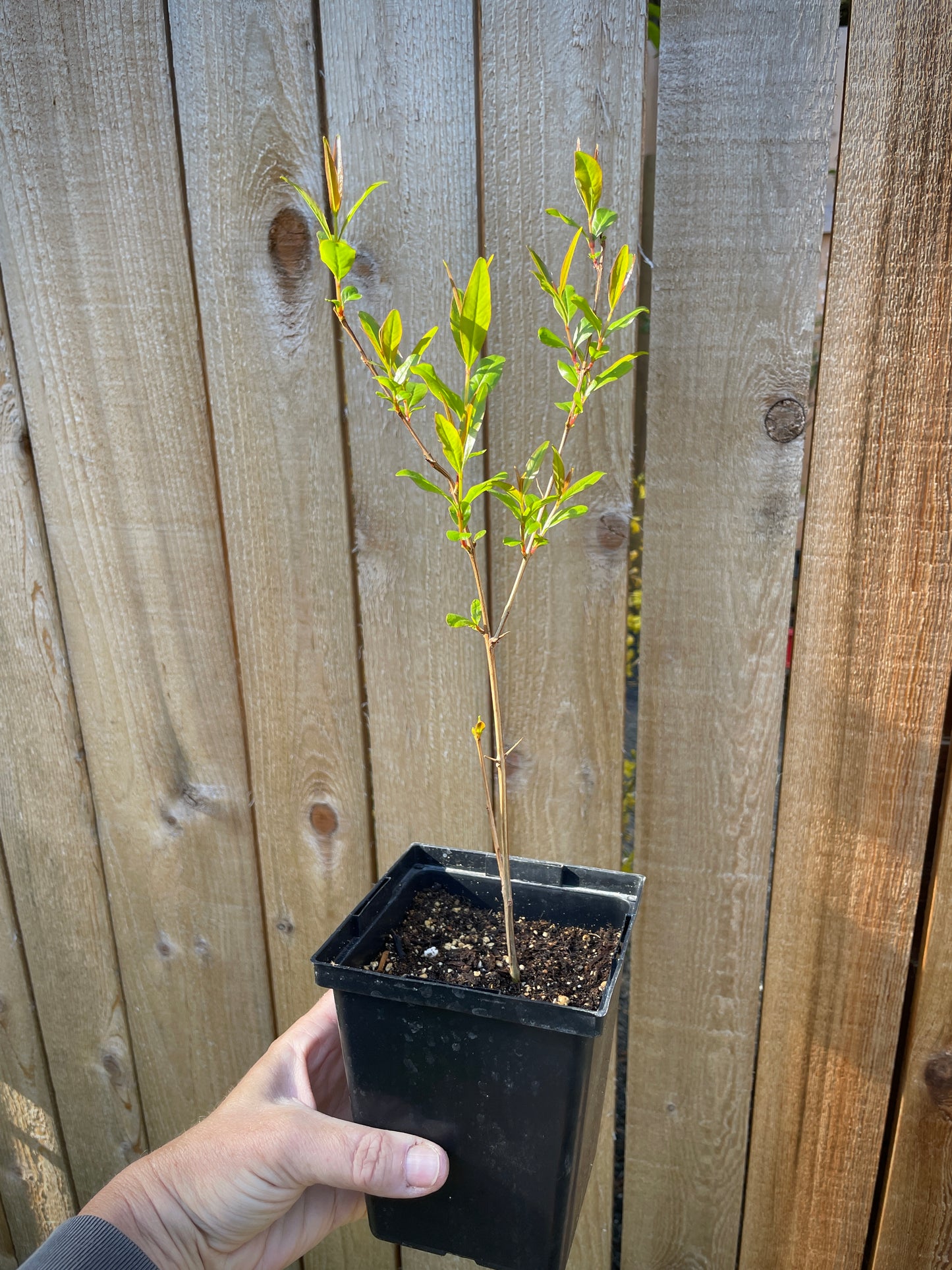 'Salavatski' Pomegranate