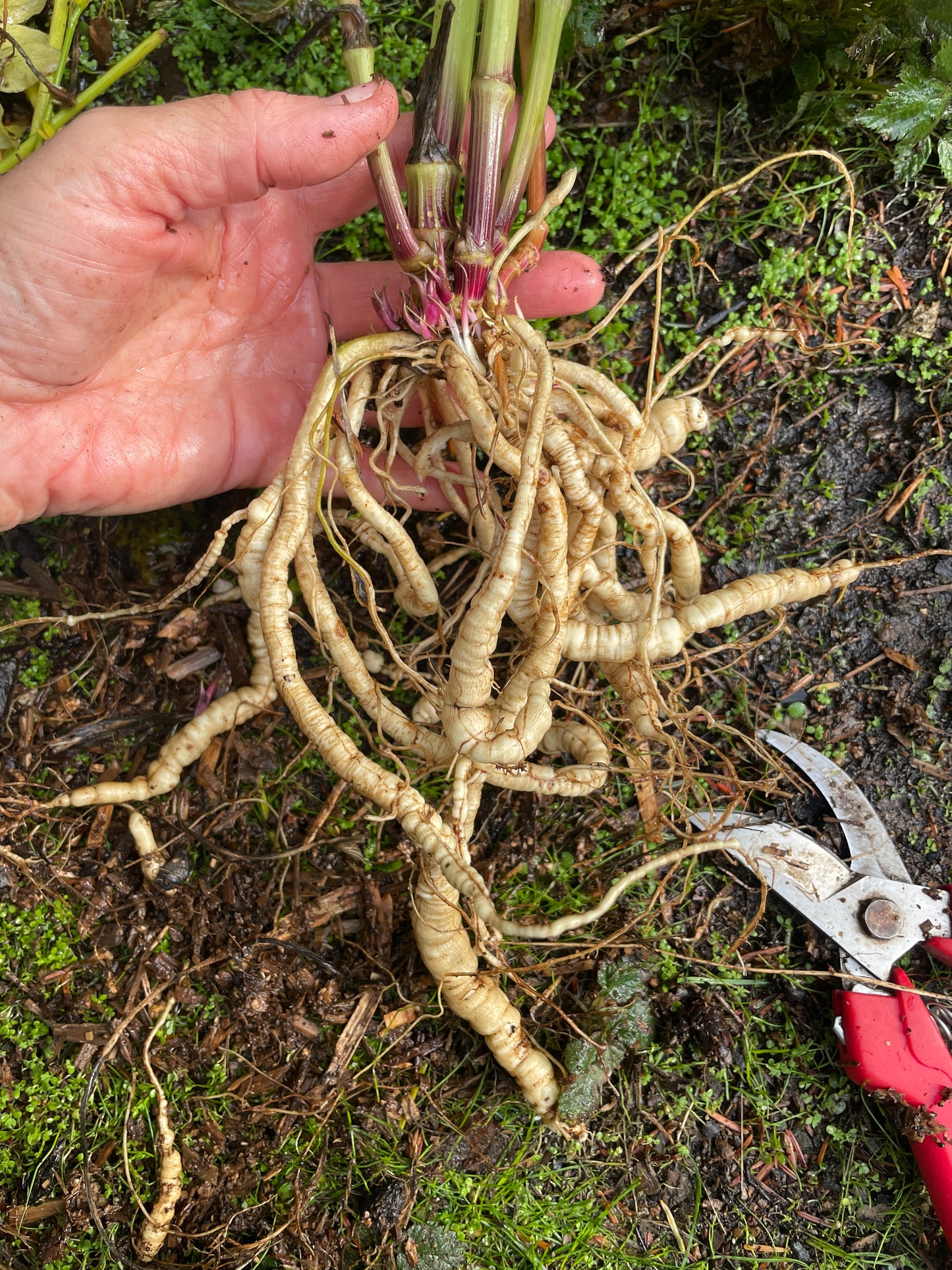 Skirret