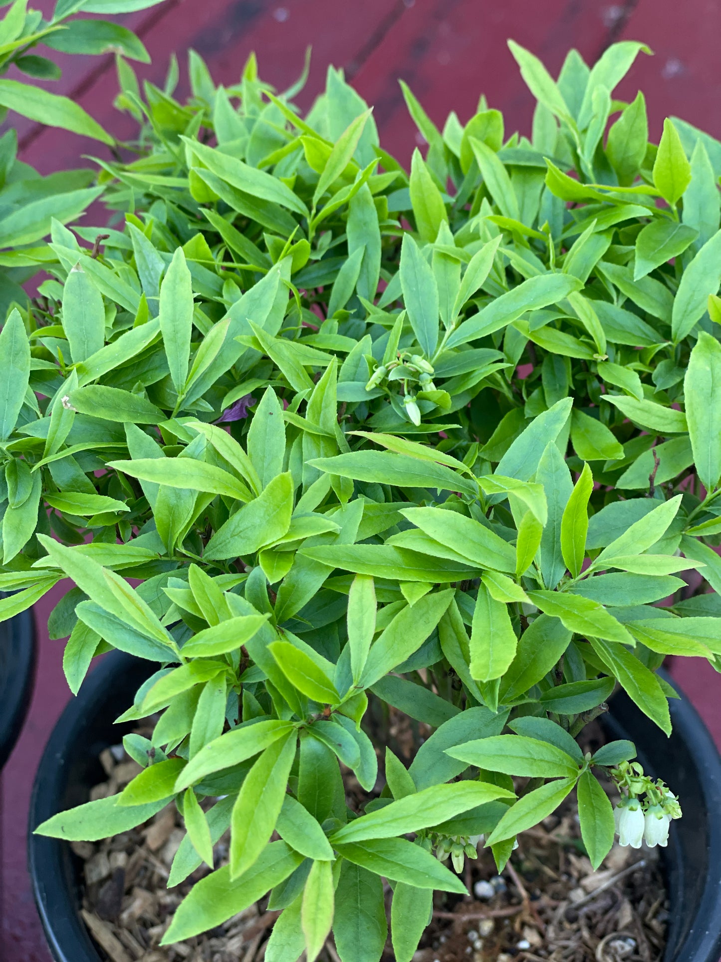Wild Blueberry Plants