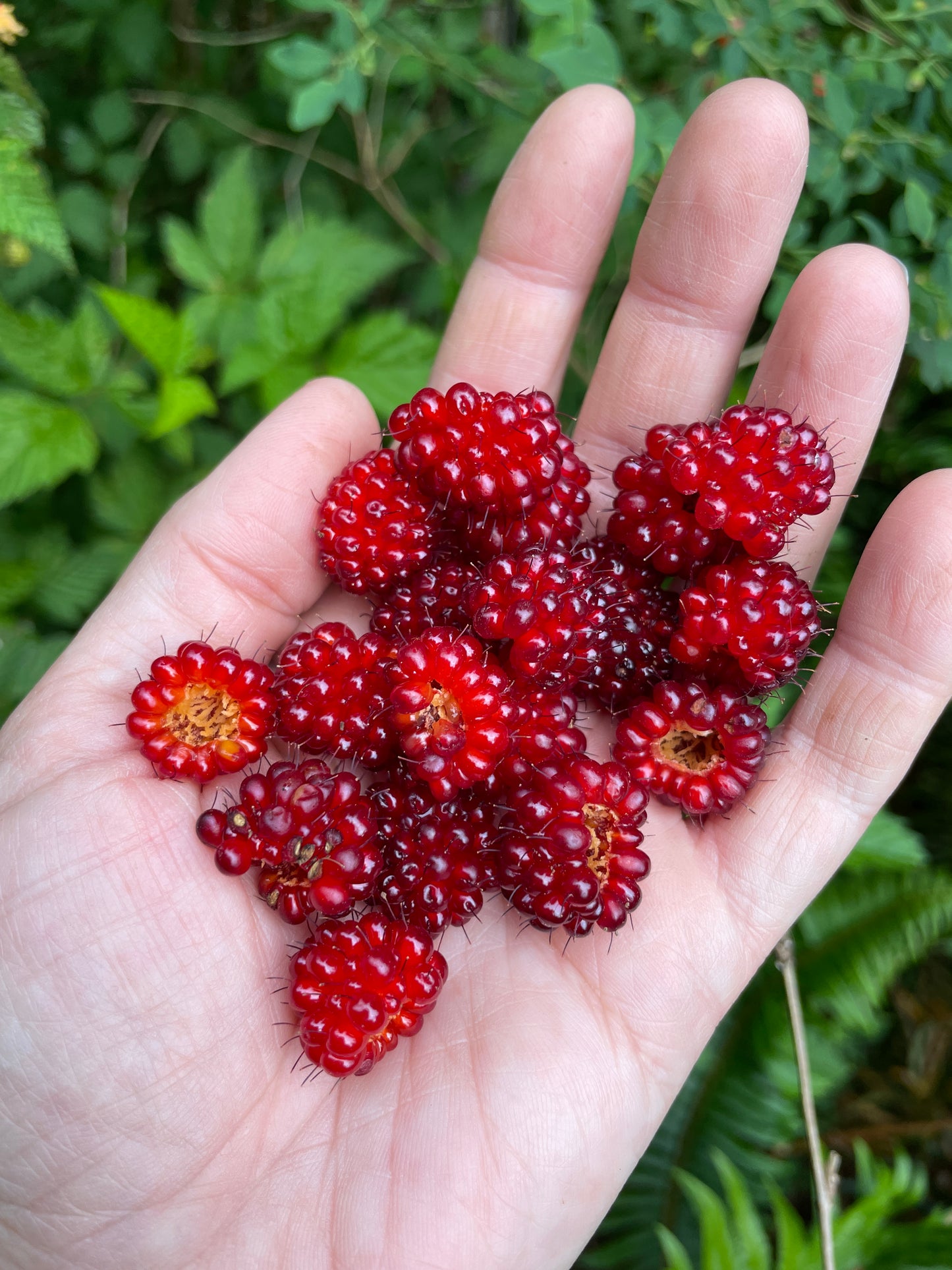 Salmonberry Plants