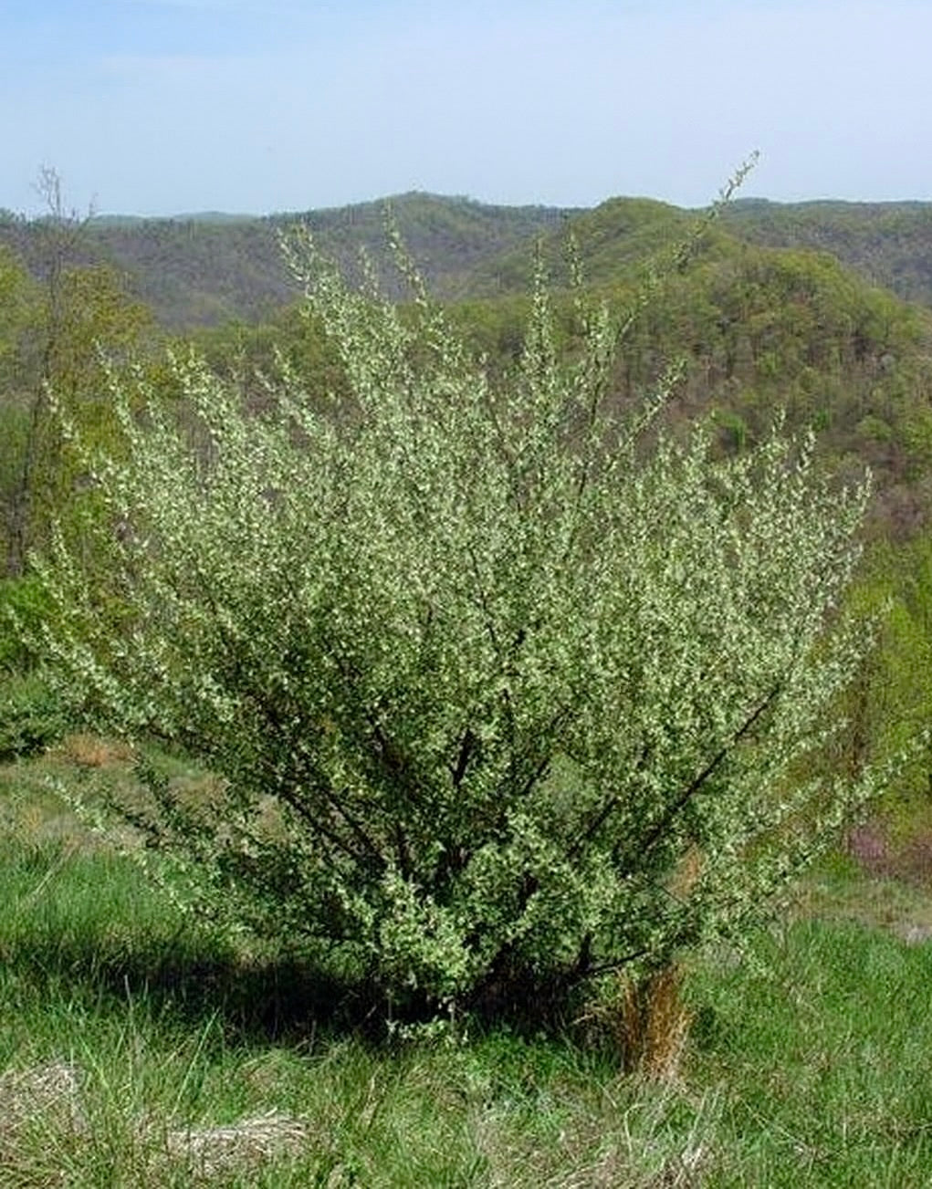 'Amber' Autumn Olive