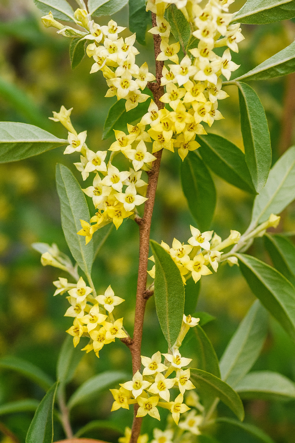 'Amber' Autumn Olive