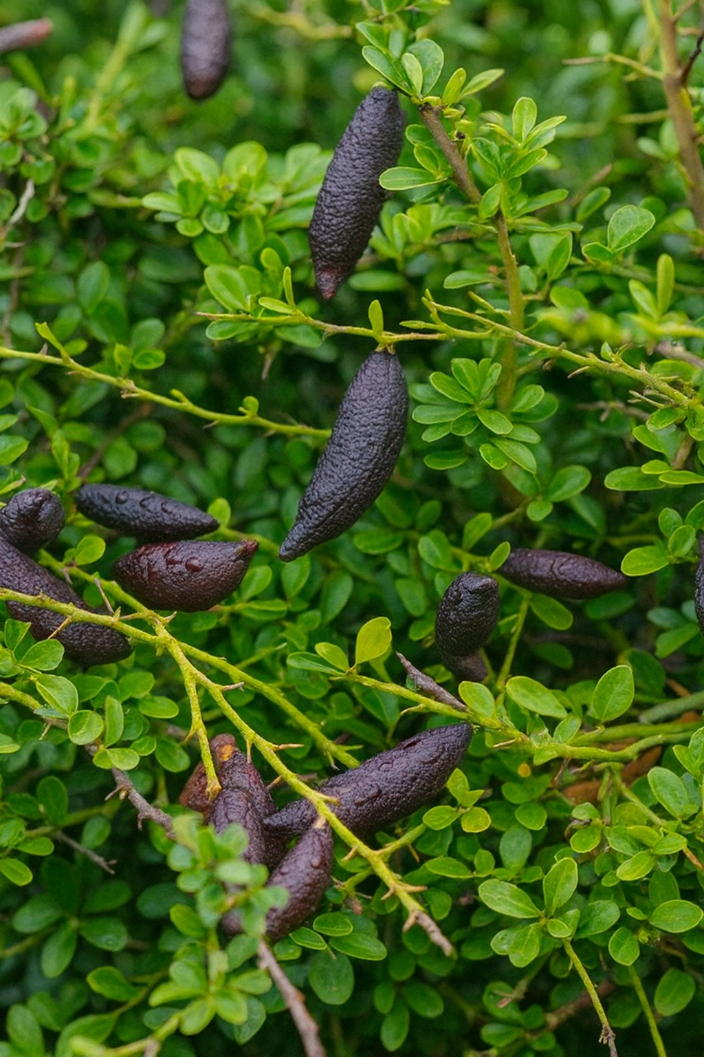 Australian Finger Lime