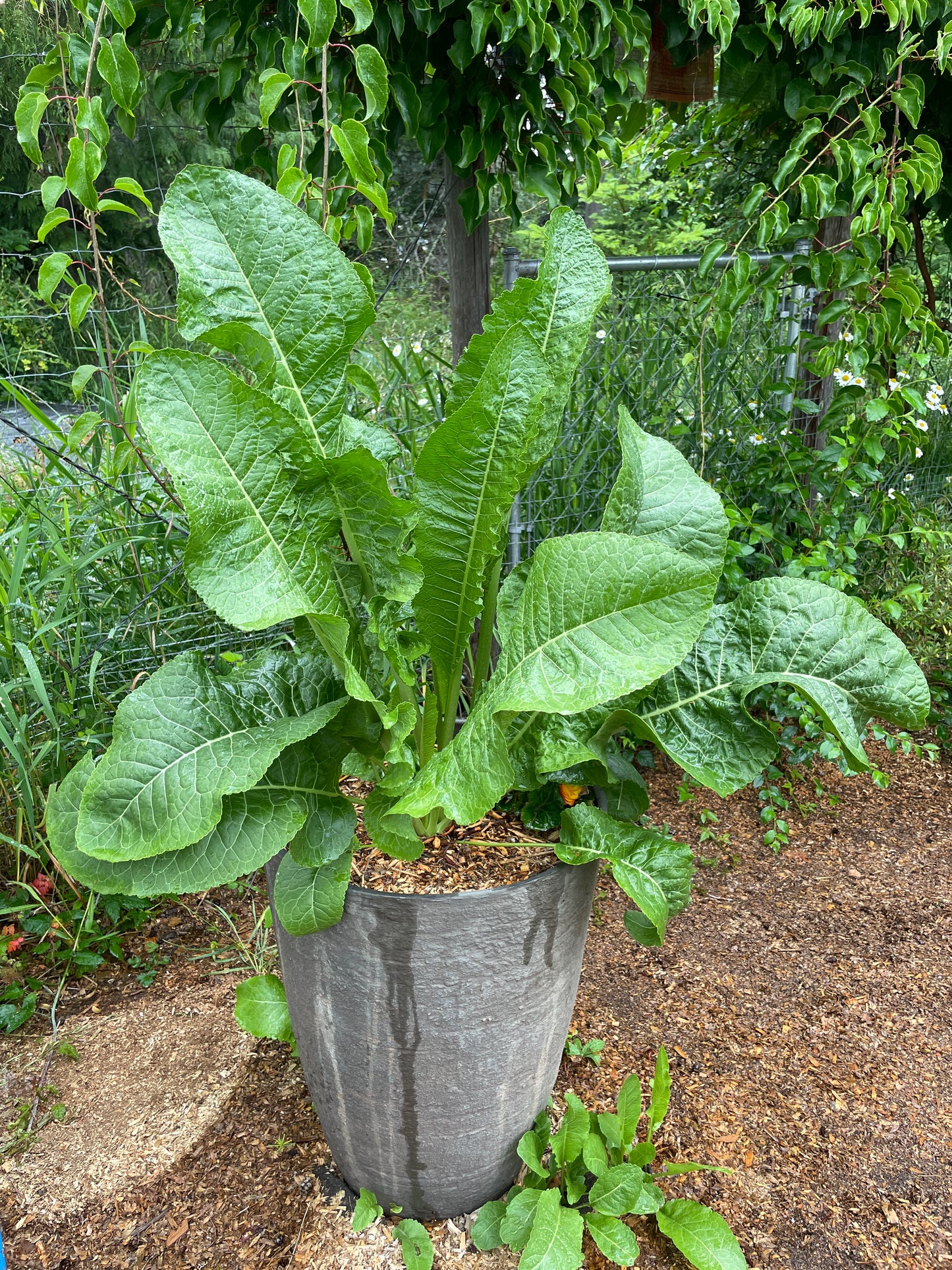 Horseradish