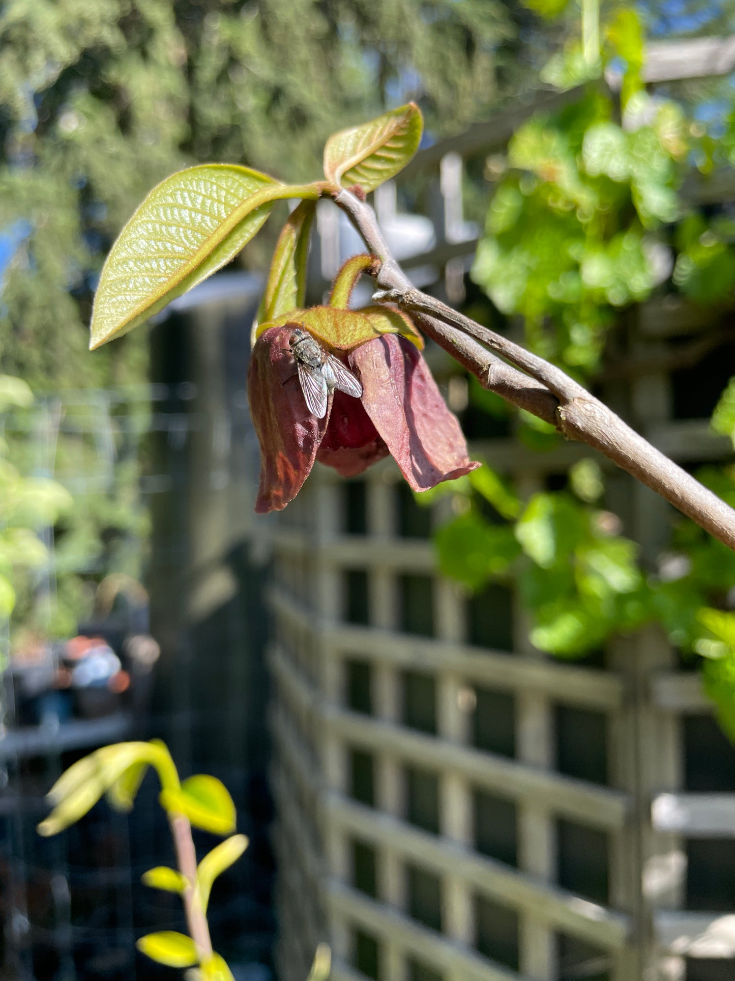 'Sunflower' Pawpaw