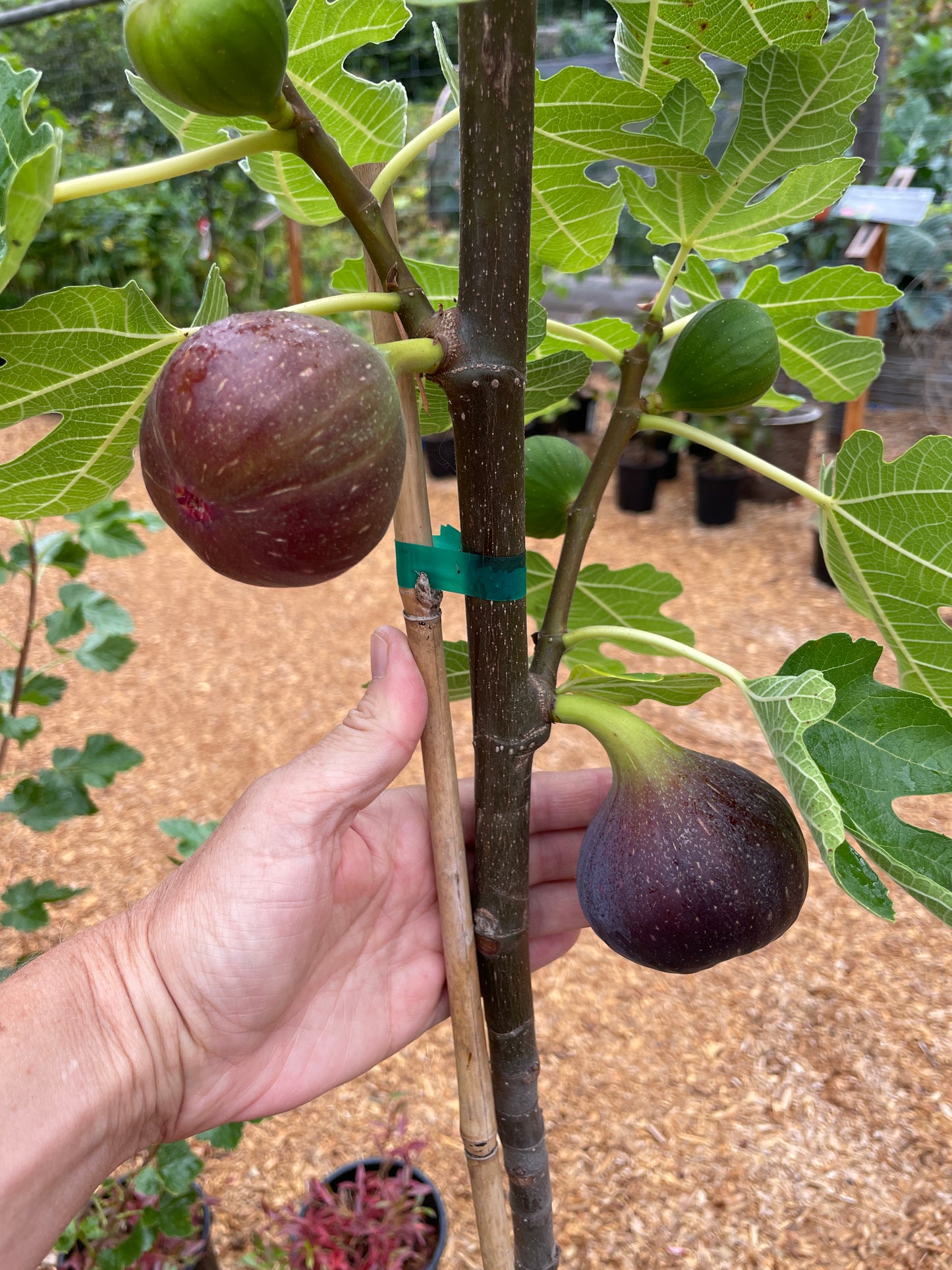 'Brown Turkey' Fig