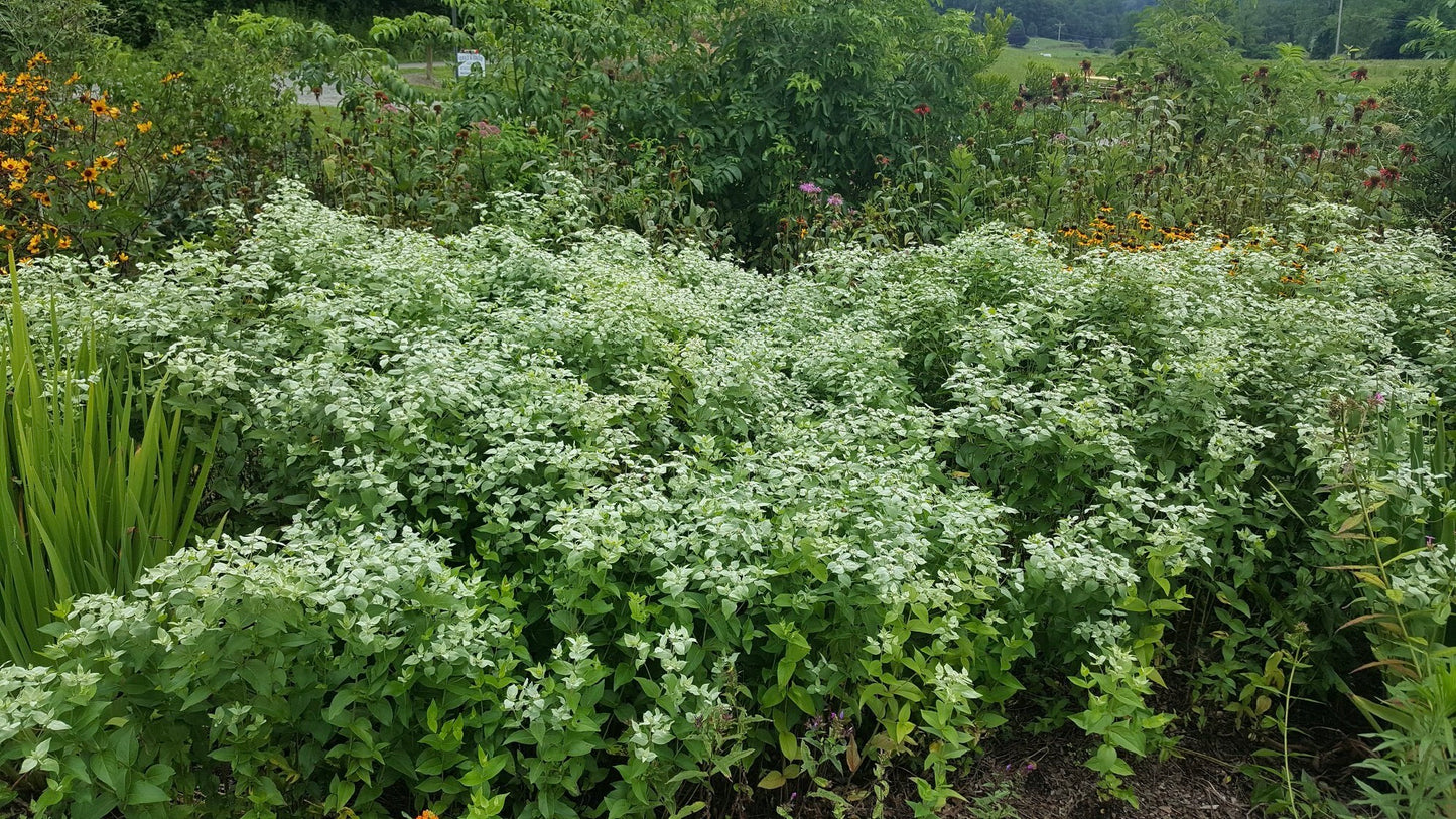Blunt Mountain Mint