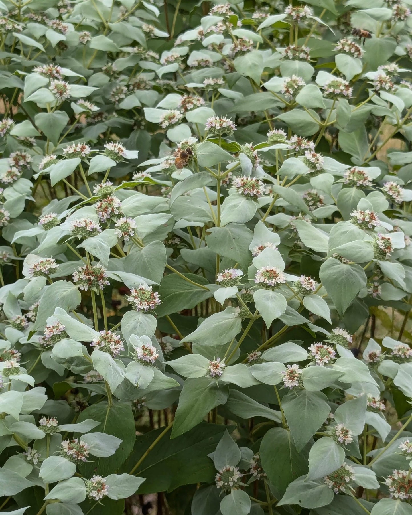 Blunt Mountain Mint