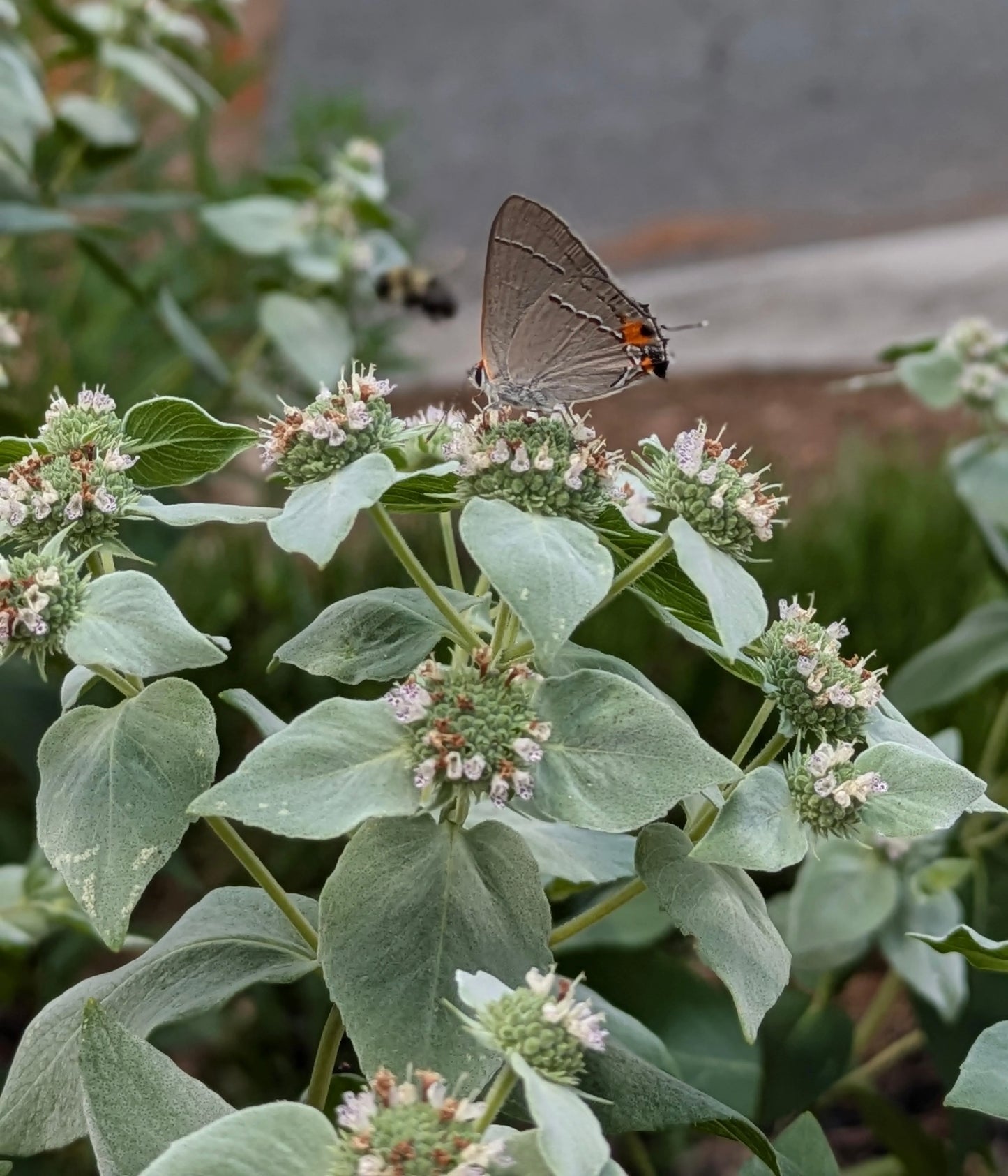 Blunt Mountain Mint