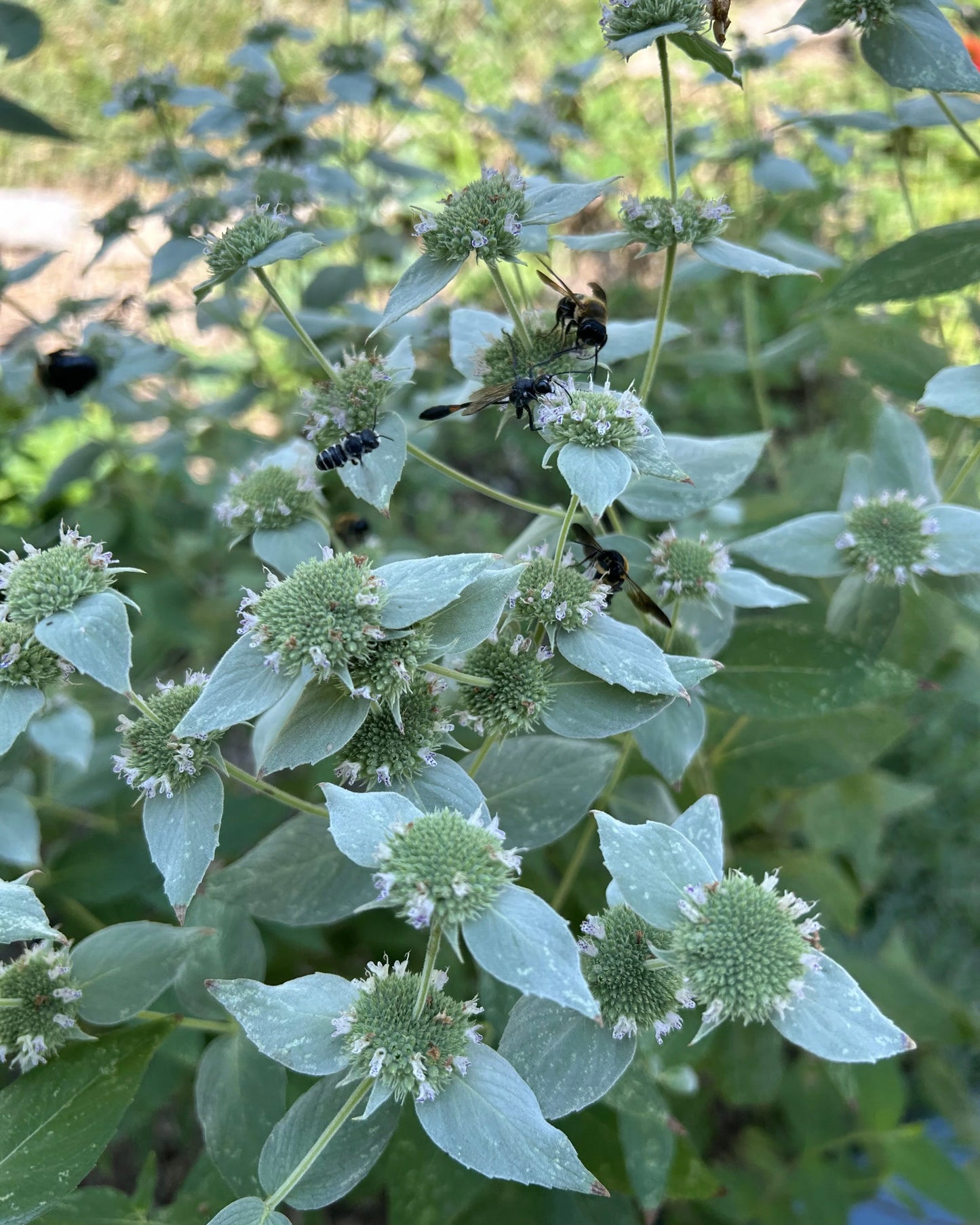 Blunt Mountain Mint Plants