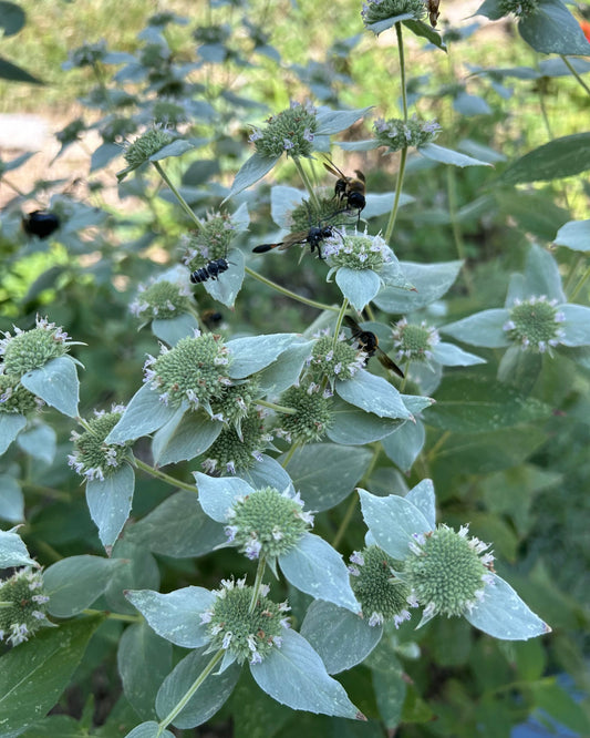 Blunt Mountain Mint
