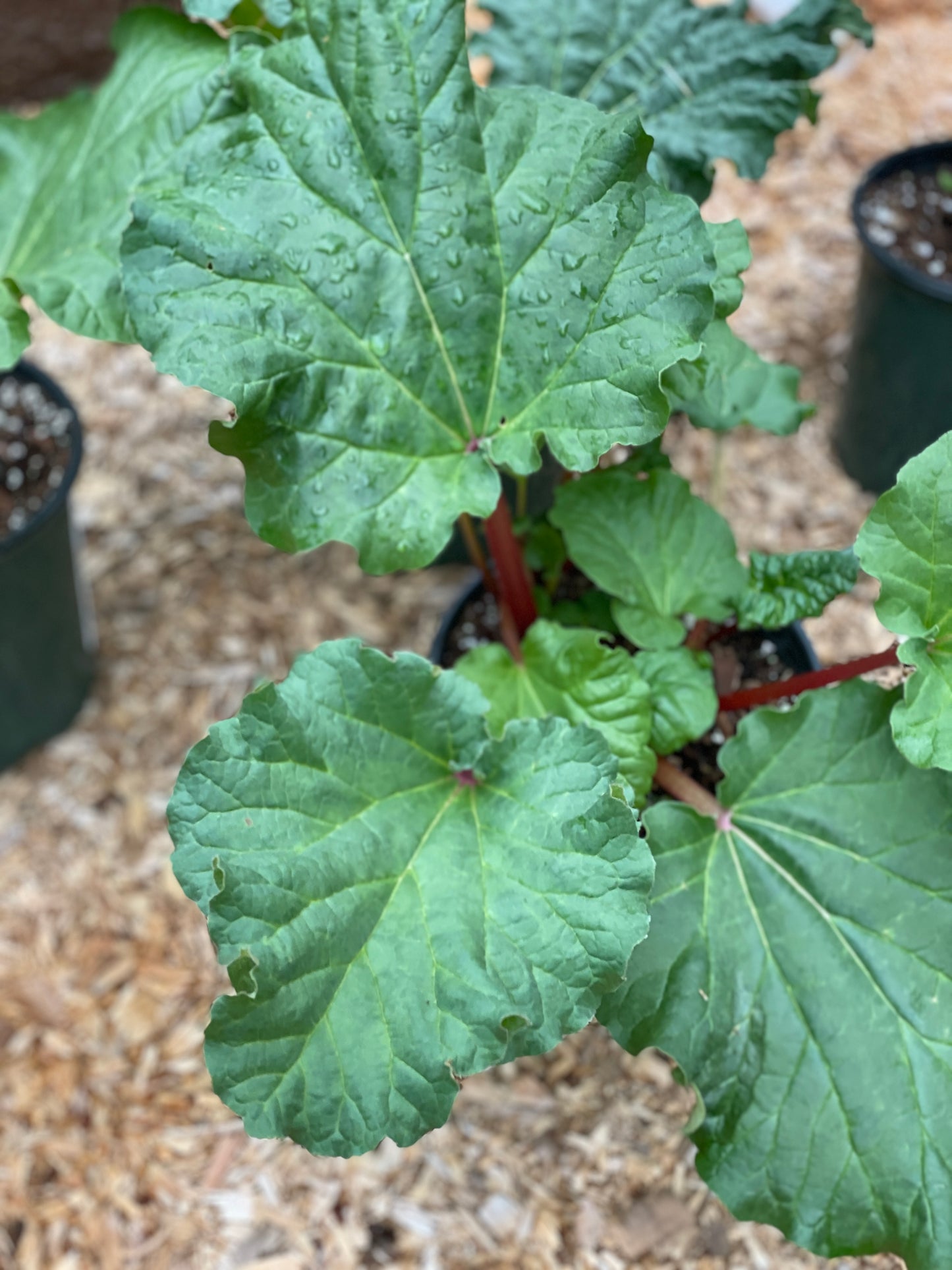 'Strawberry Red' Rhubarb Plants