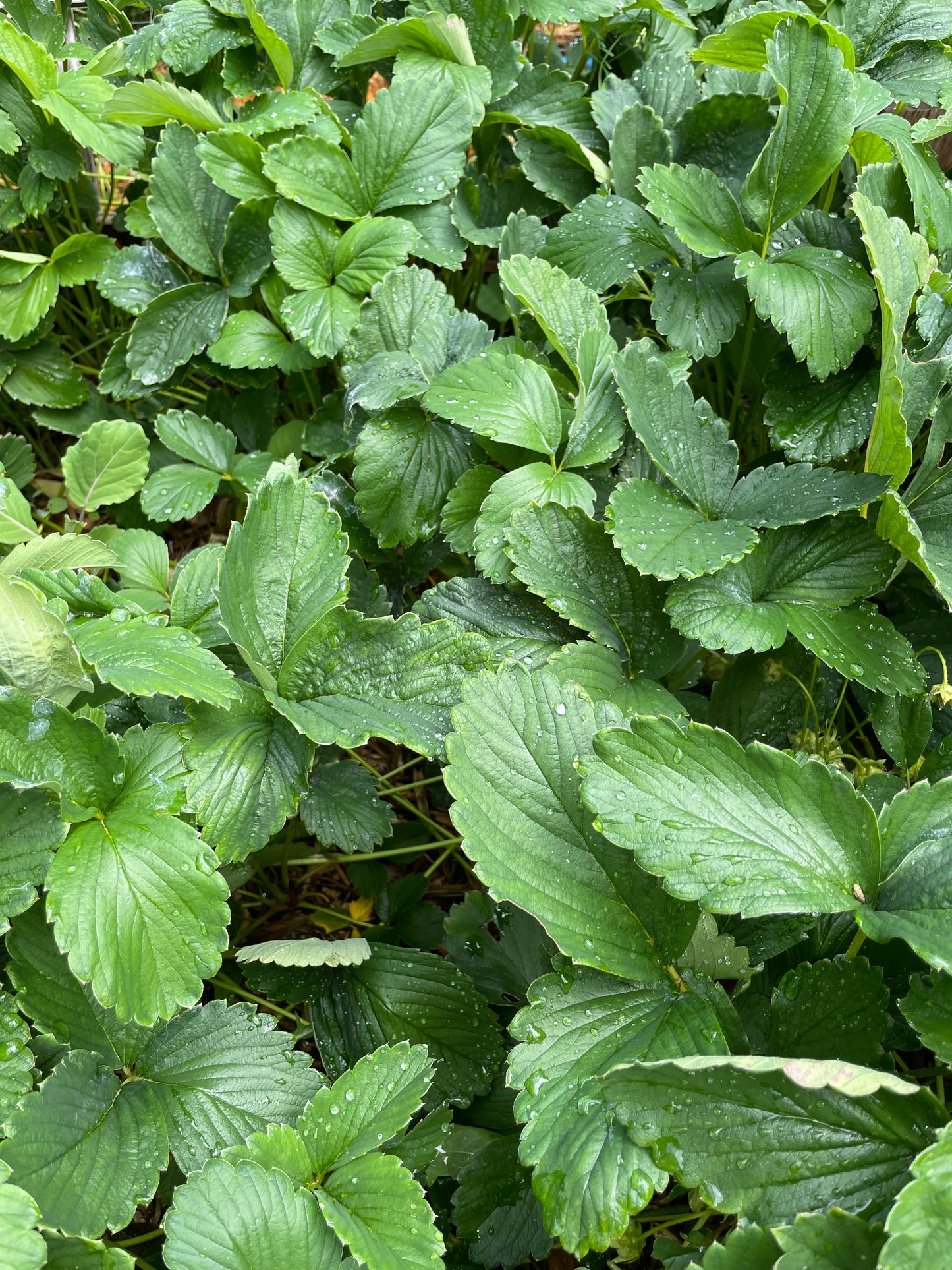'Aloha Berry' June-bearing Strawberry
