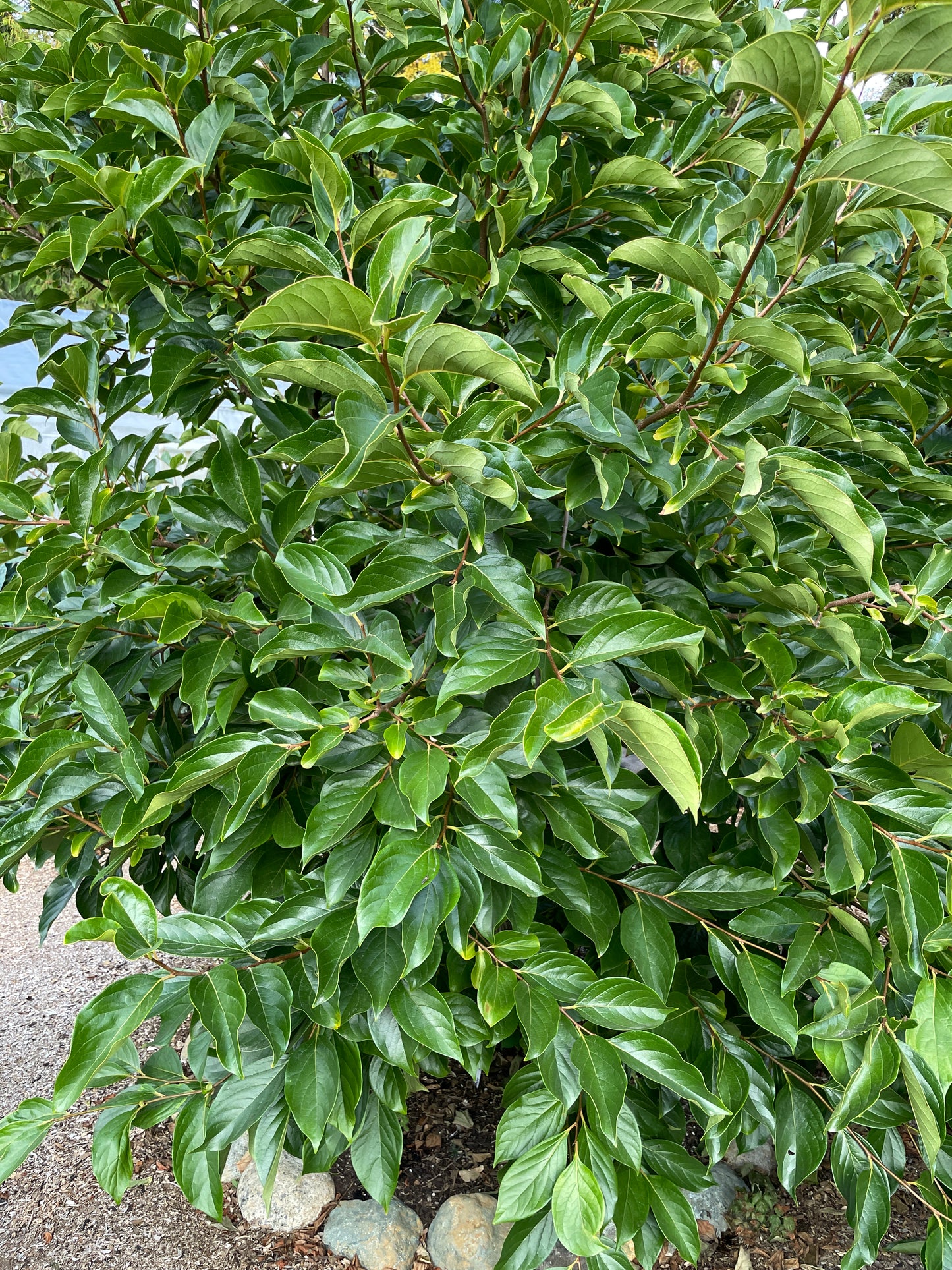 'Phoenix'™ Asian Persimmon