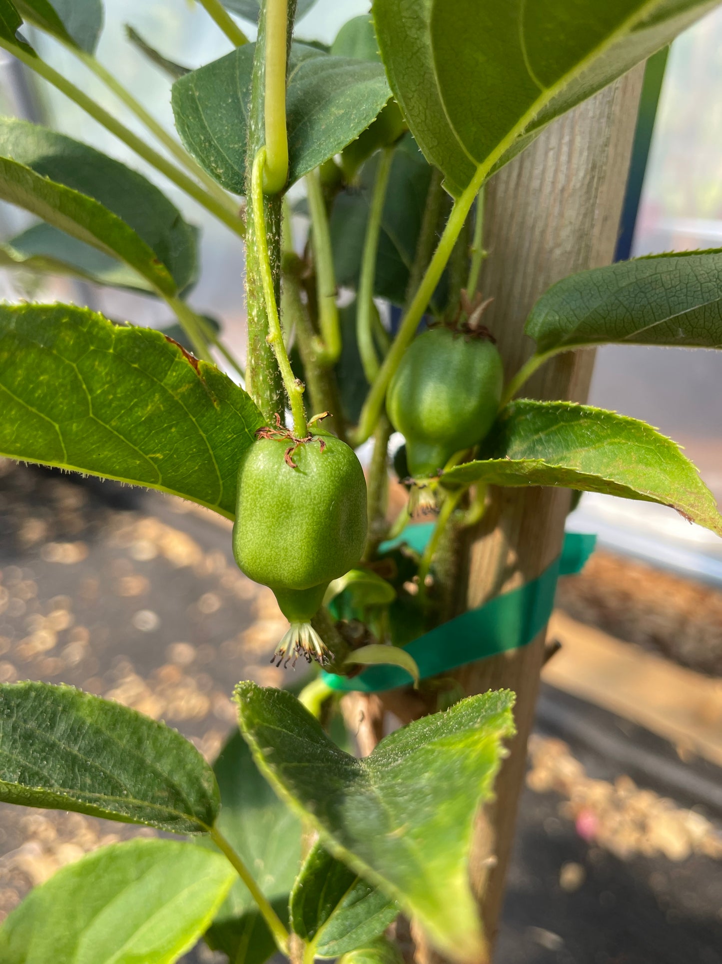 'Issai' Hardy Kiwi