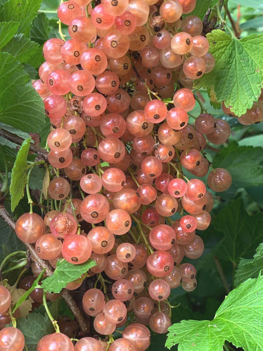 'Pink Champagne' Red Currant