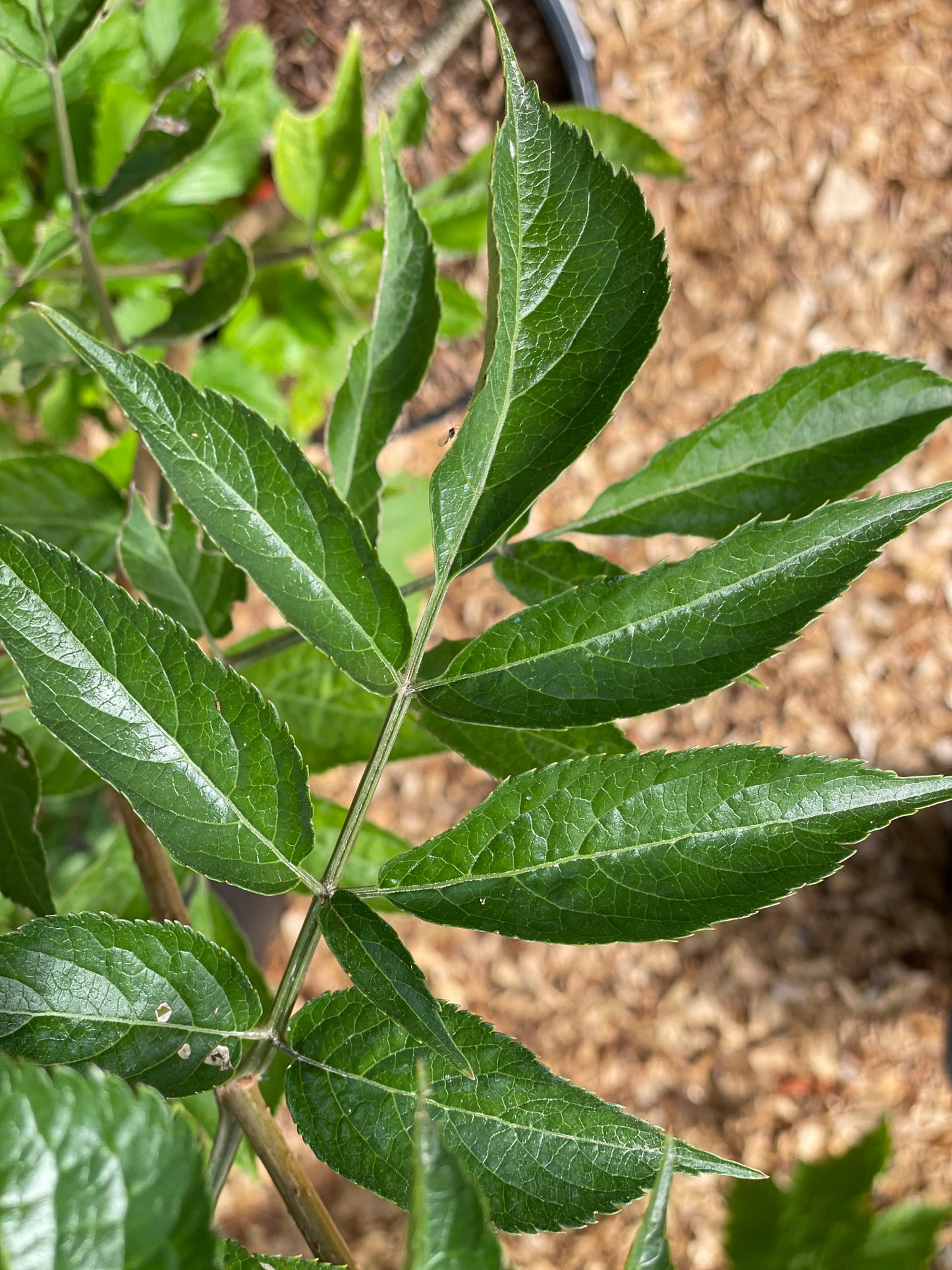 'Korsor' Elderberry