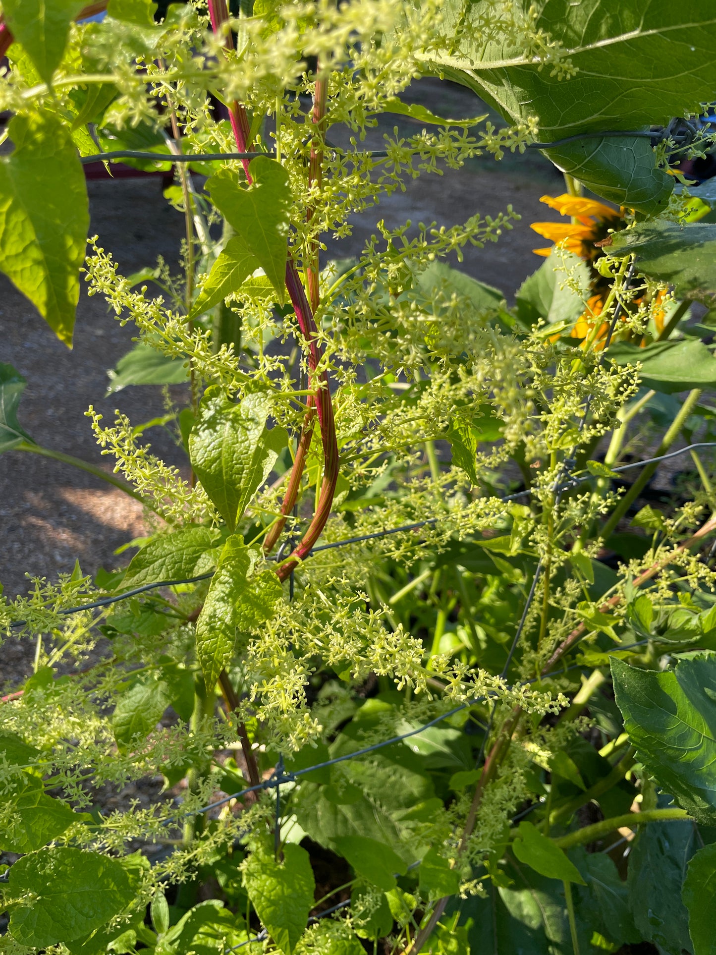 Perennial Climbing Spinach