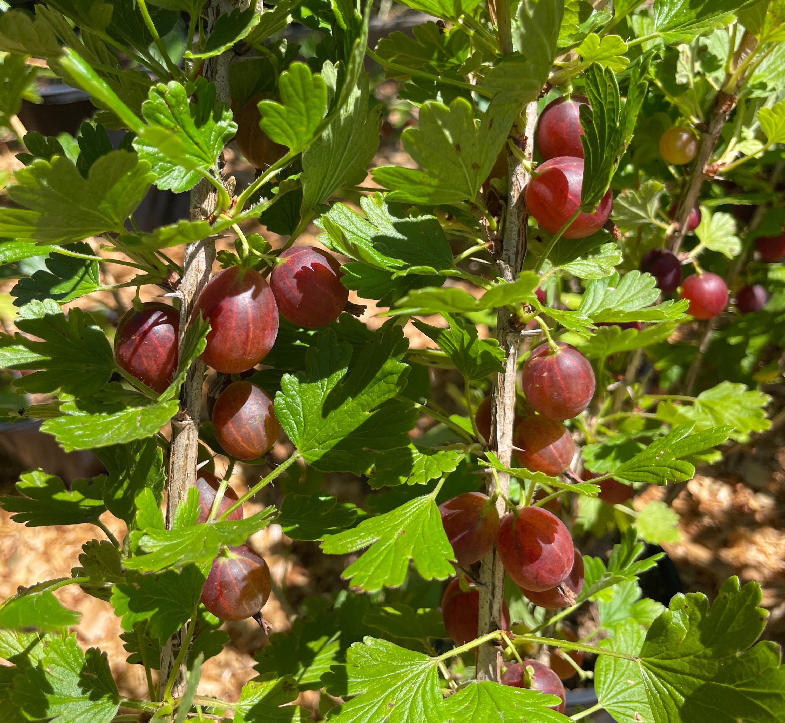 Hinnomaki Red Gooseberry Plants For Sale On Vancouver Island Bc West Coast Plants