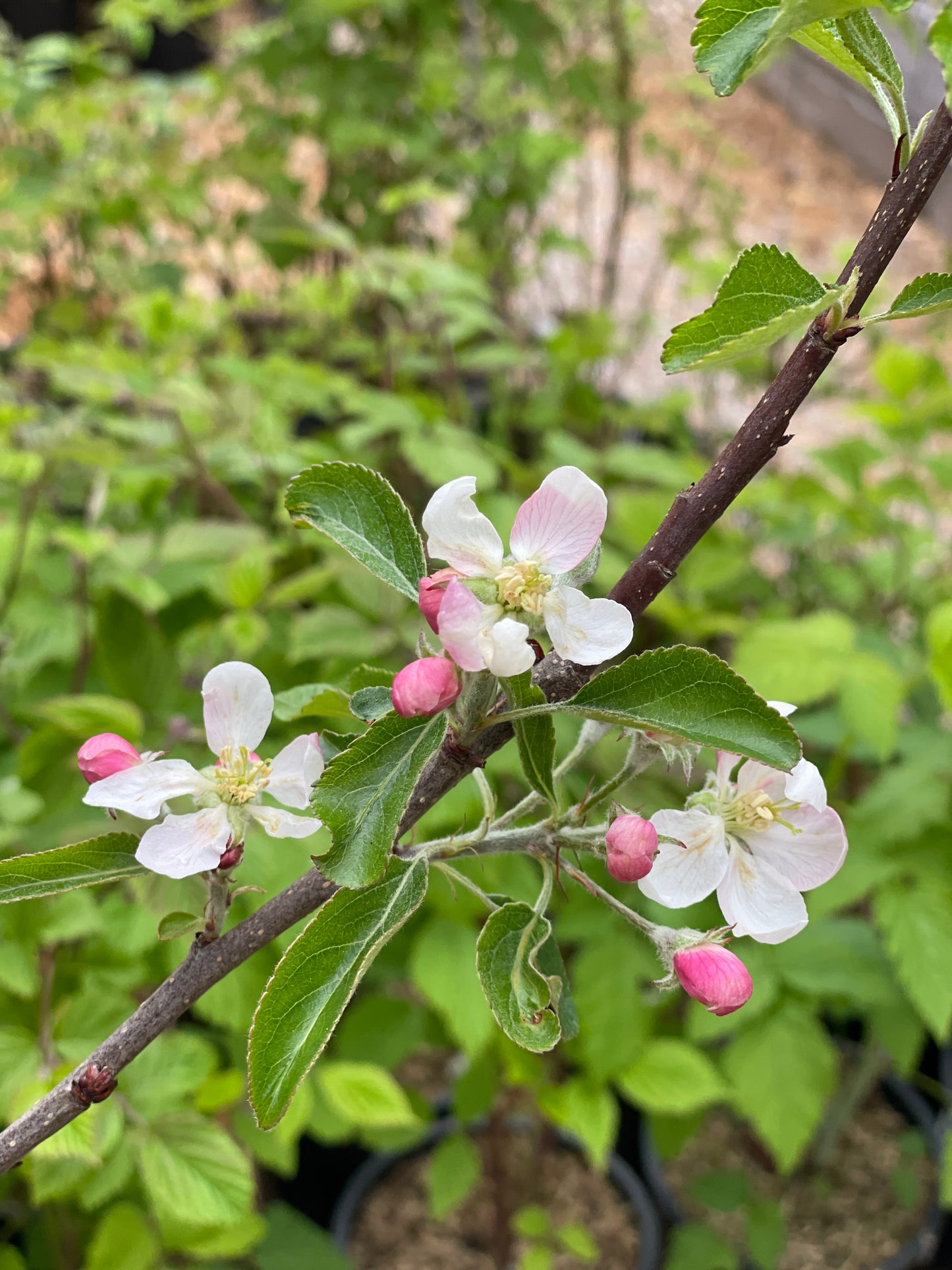 'Gala' Mini-Dwarf Apple
