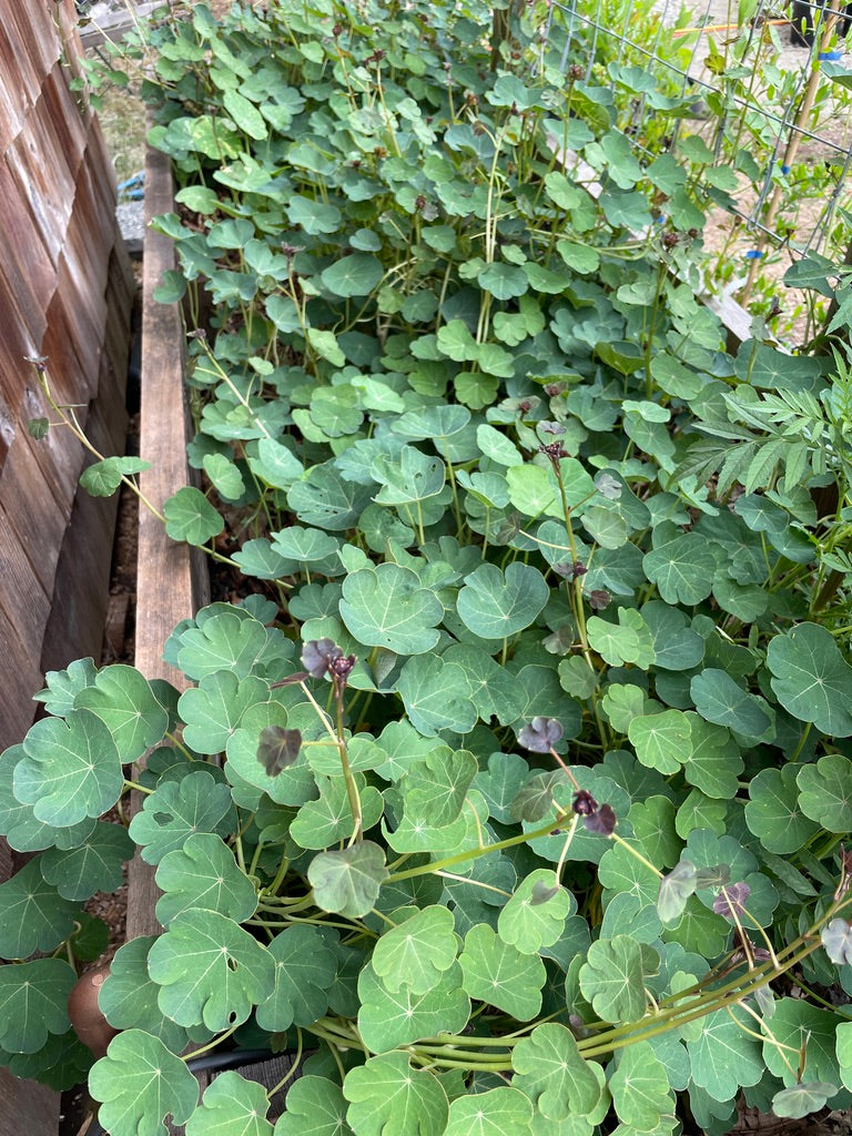 Mashua