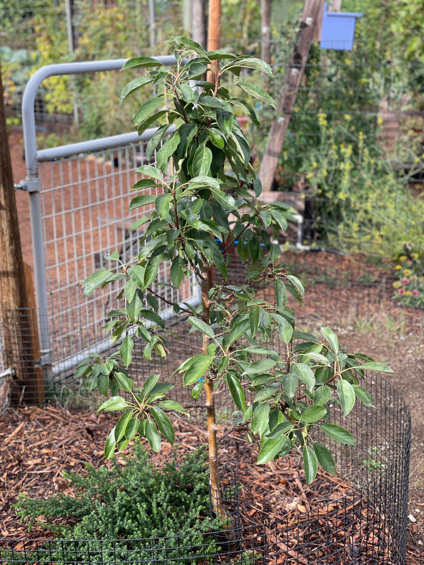 'Blushing Delight'™ Columnar Apple